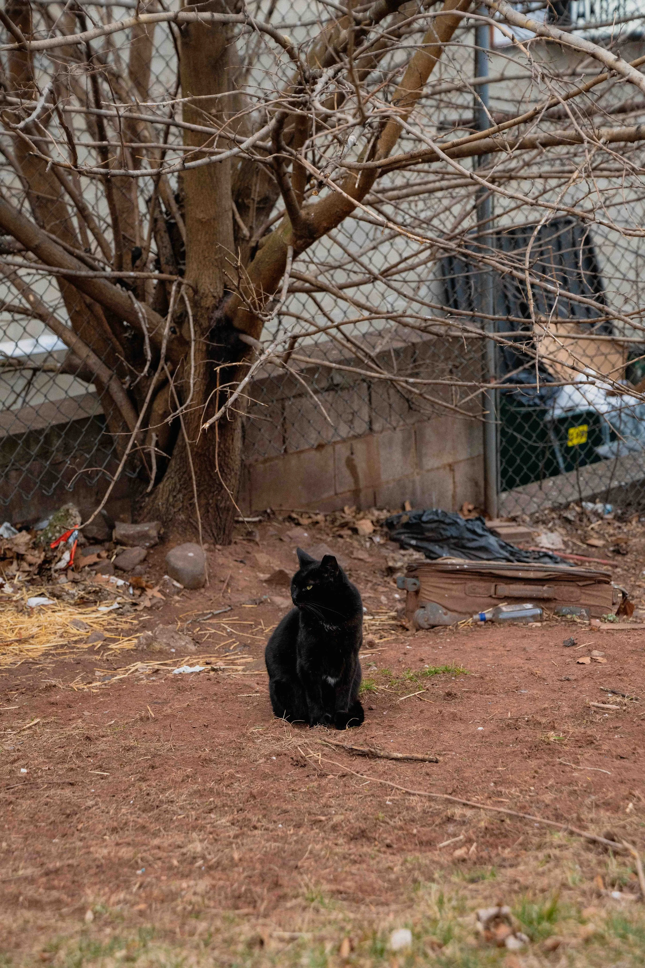 cats-28.jpg