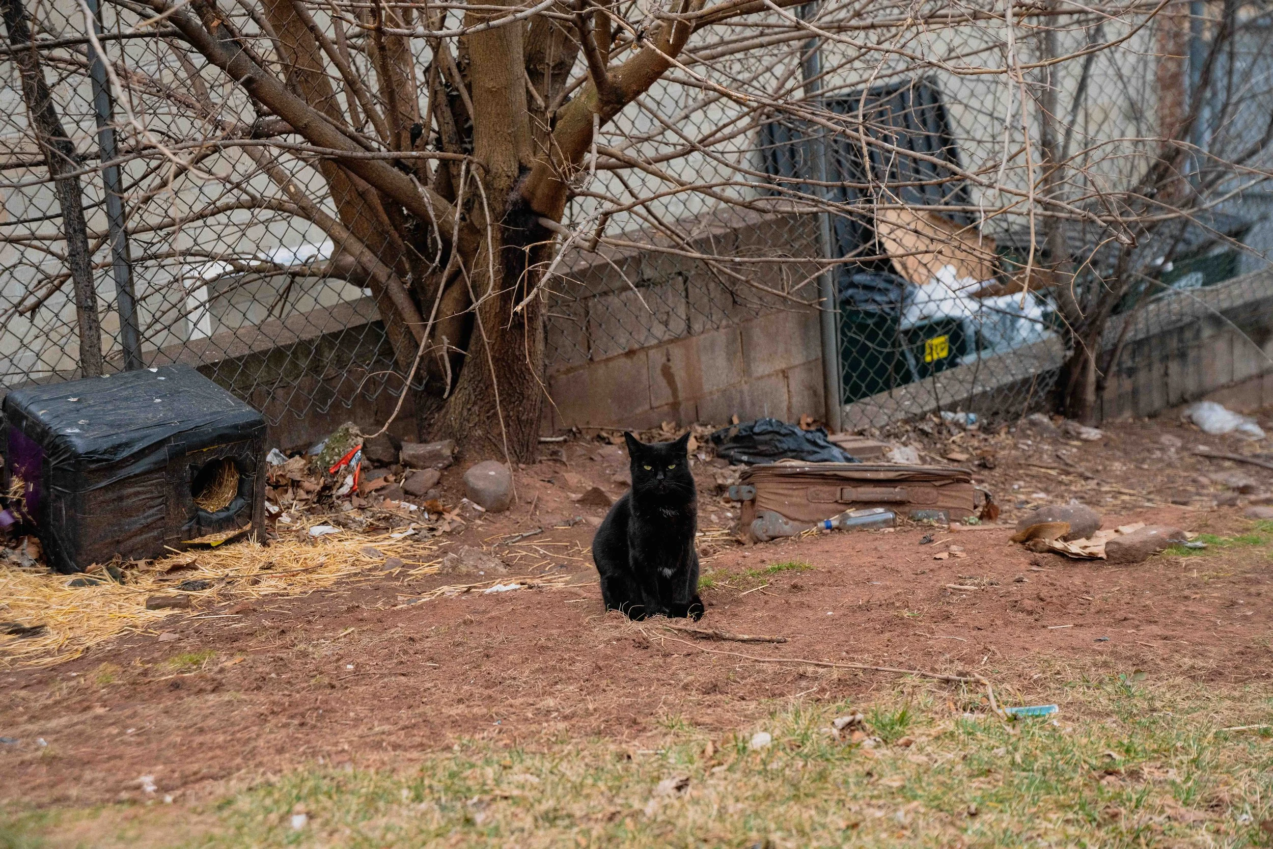cats-27.jpg
