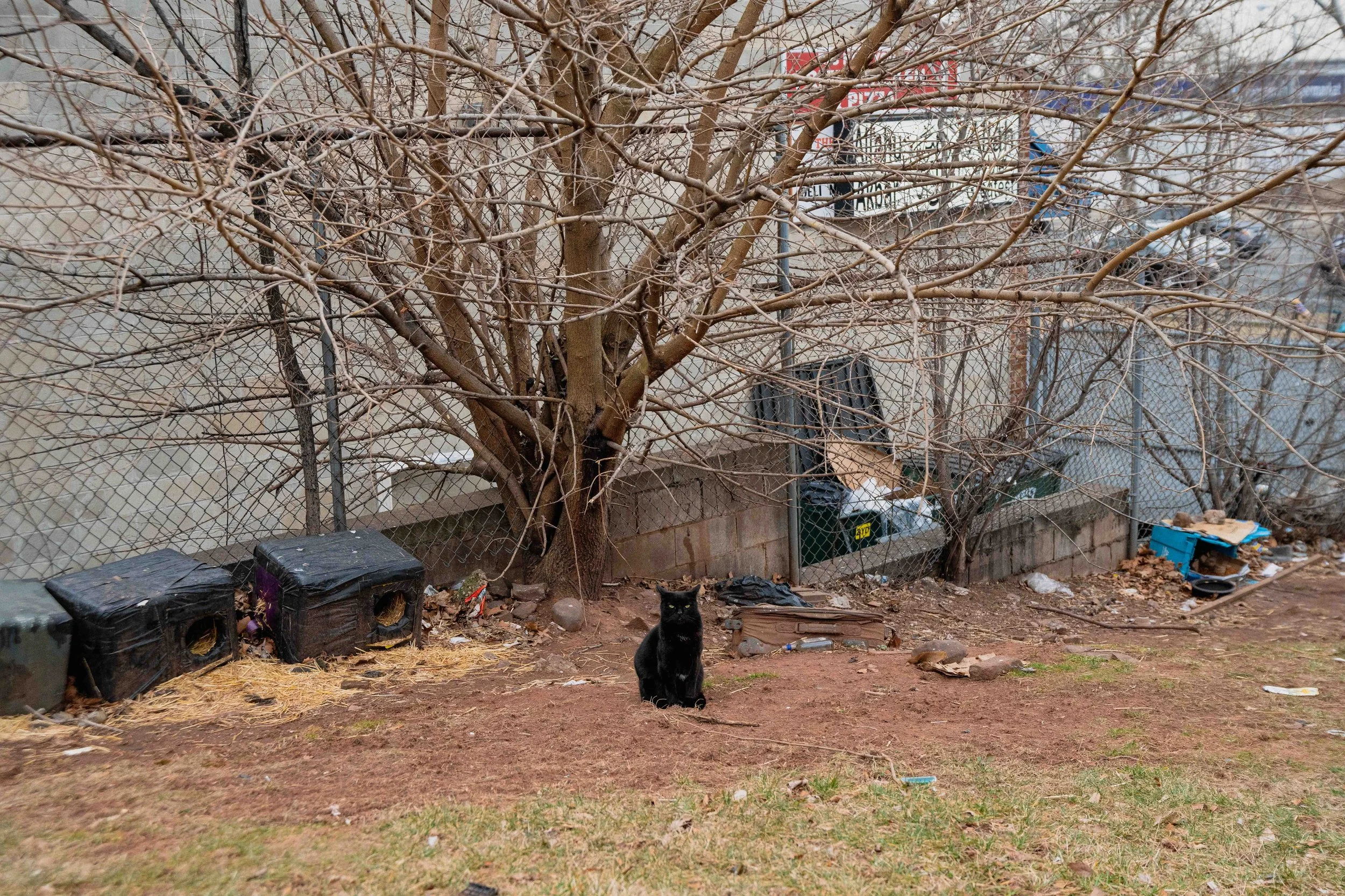 cats-26.jpg