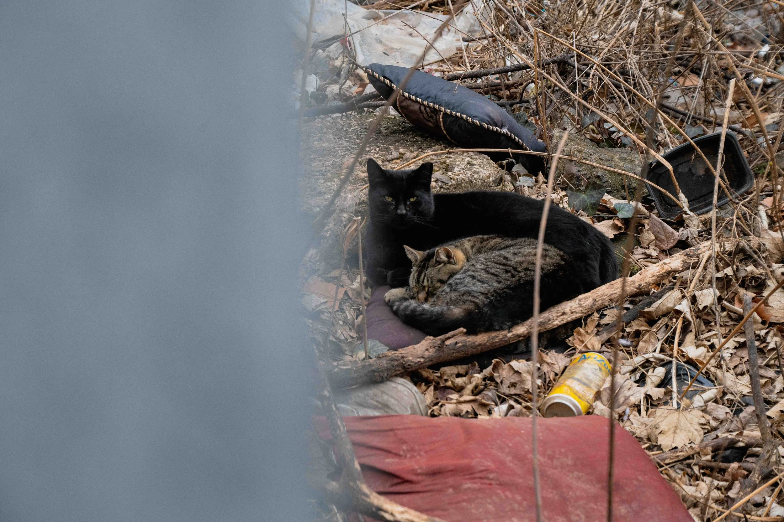 cats-11.jpg