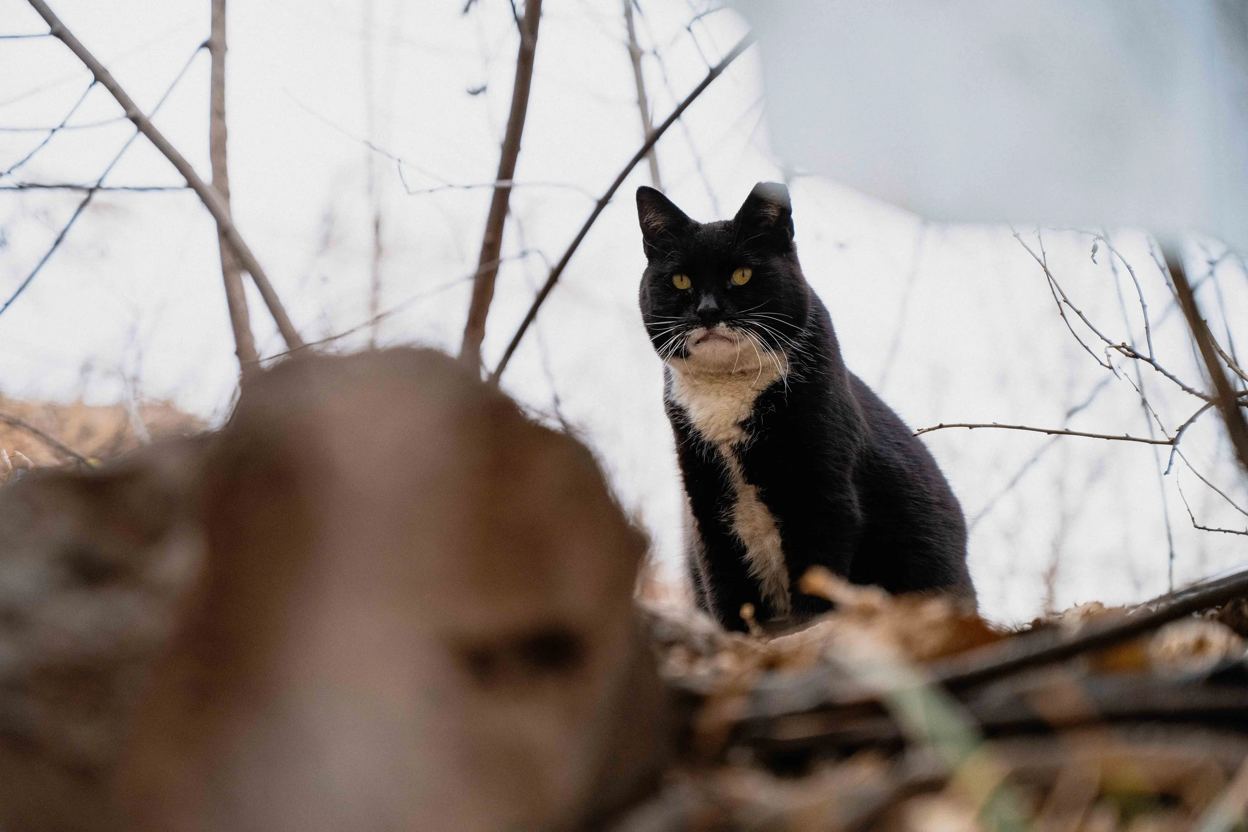 cats-13.jpg