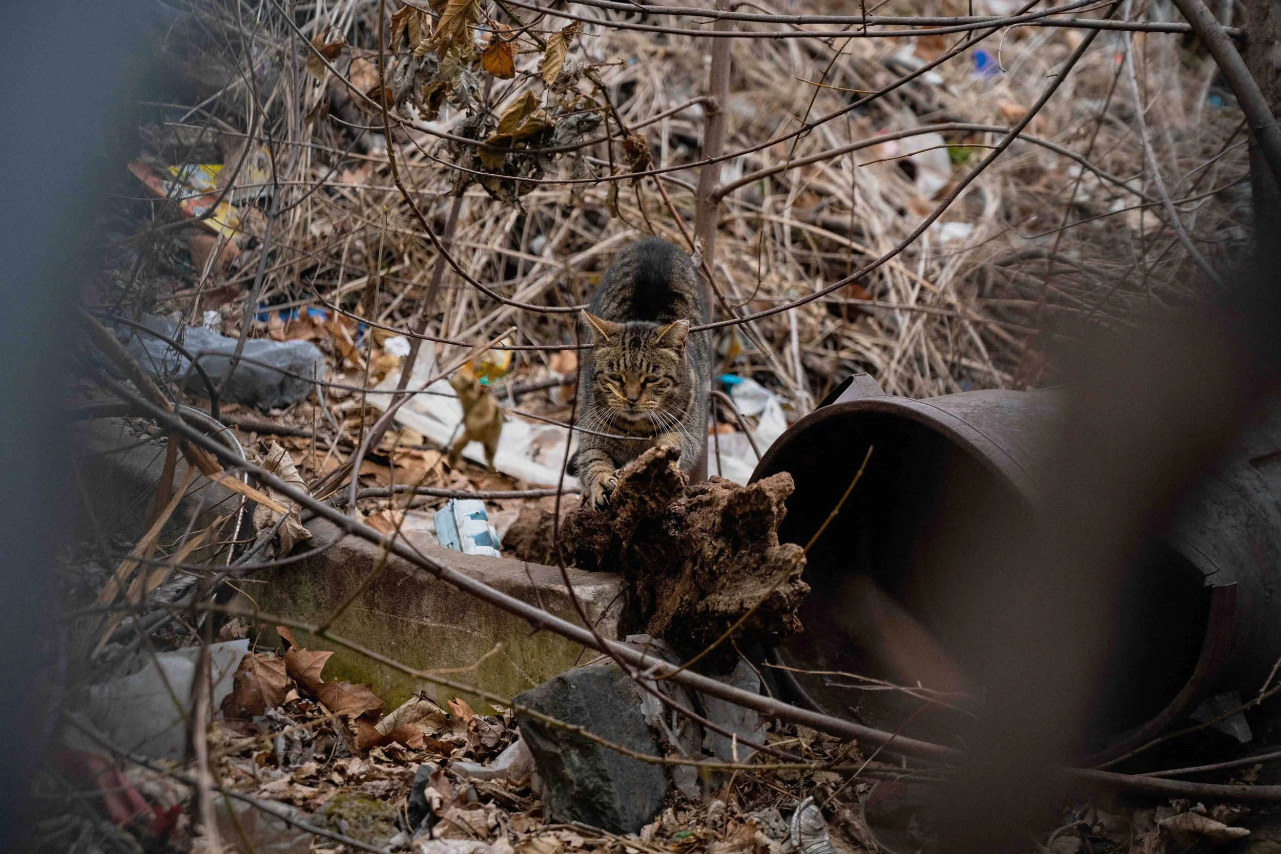 cats-14.jpg