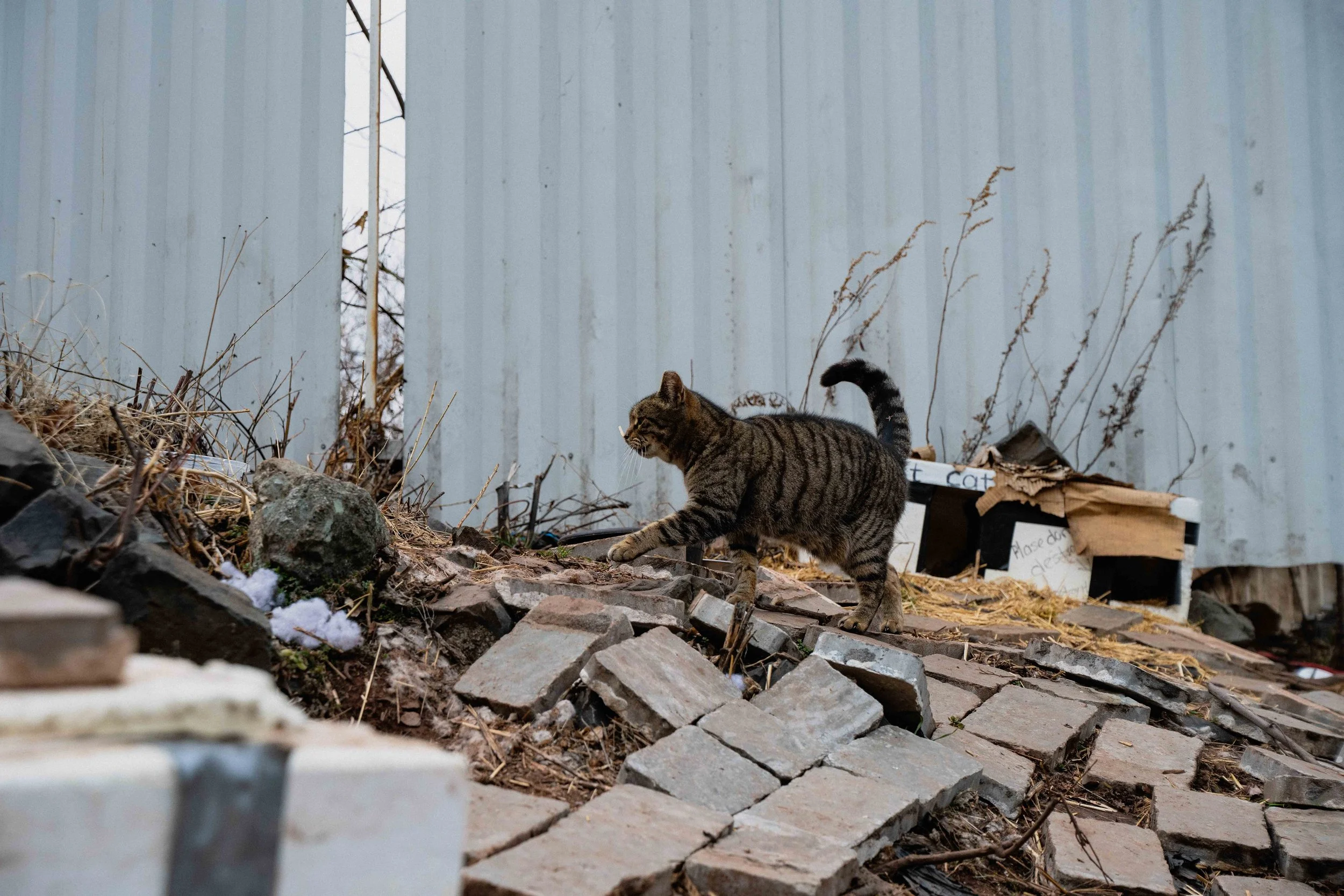 cats-5.jpg