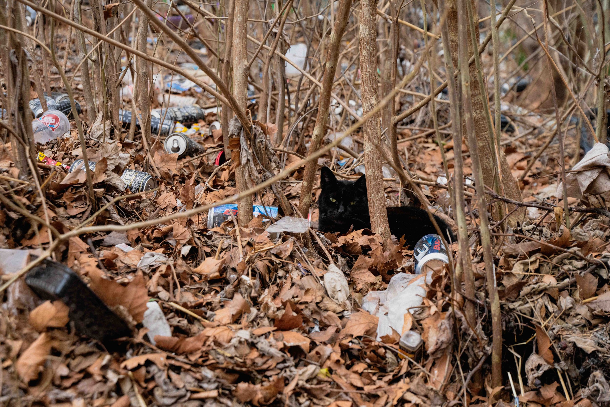 cats-23.jpg