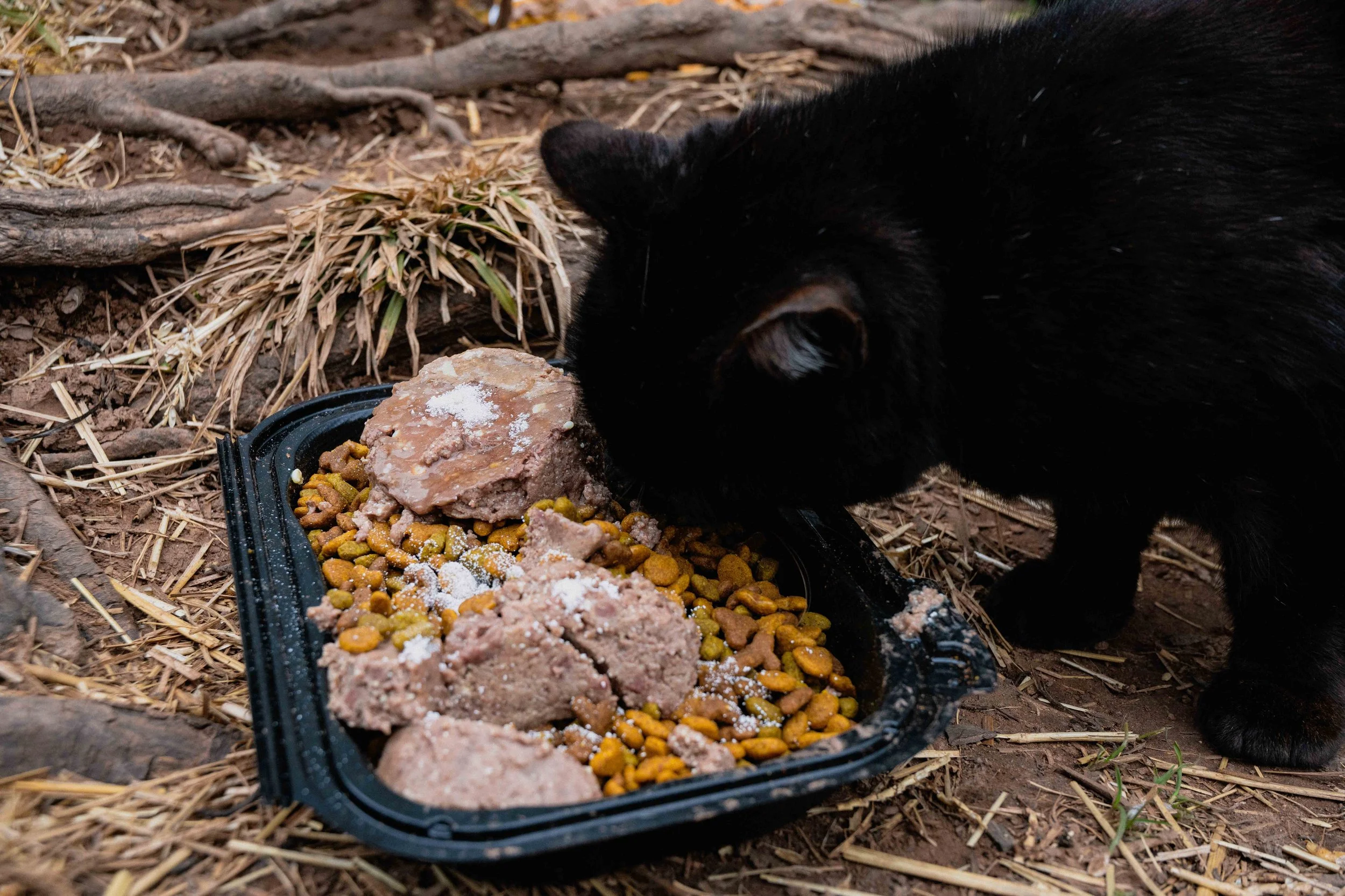 cats-9.jpg