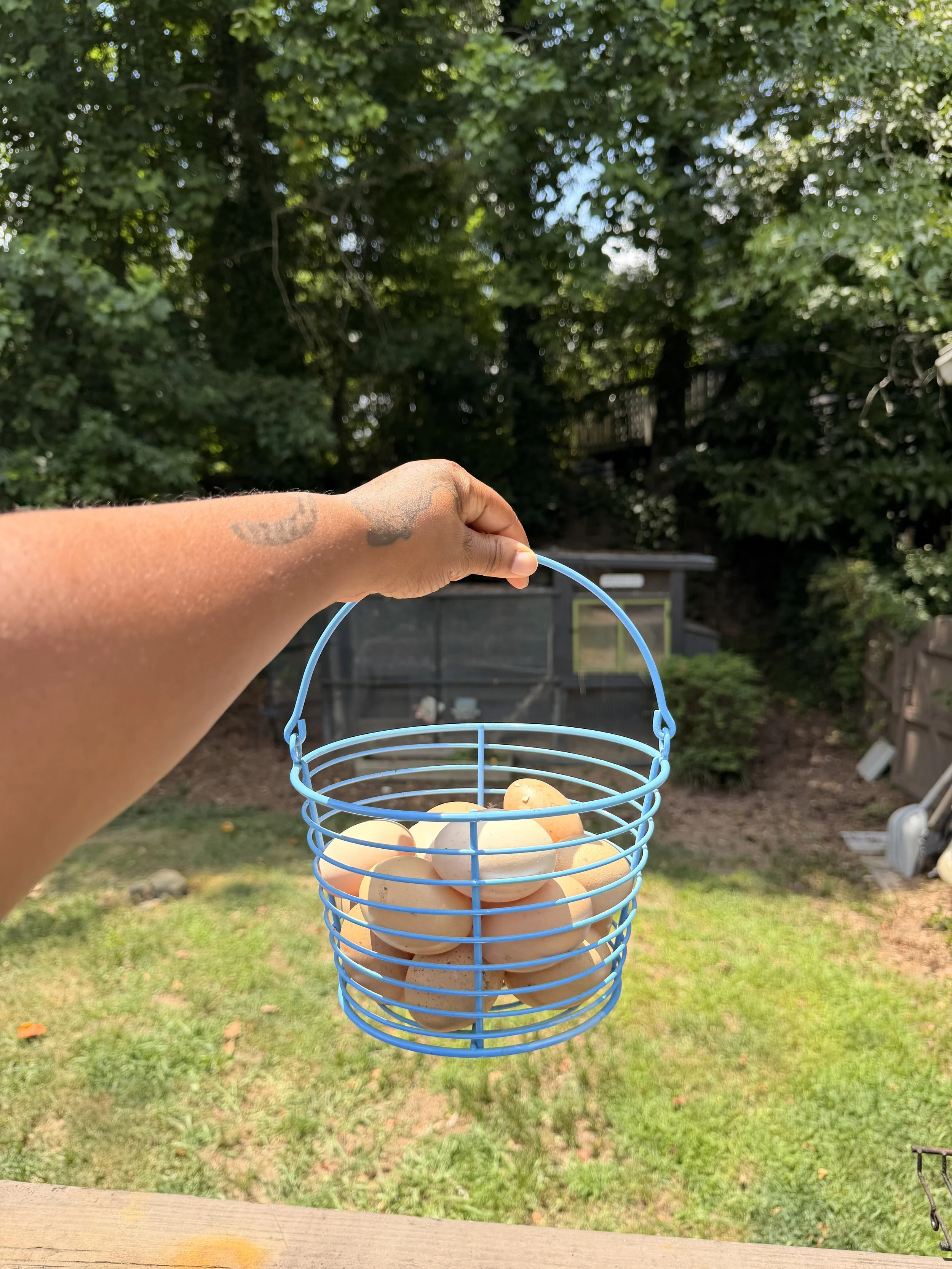 A hand holds a blue wire basket filled with eggs outdoors on a sunny day with green trees in the background.