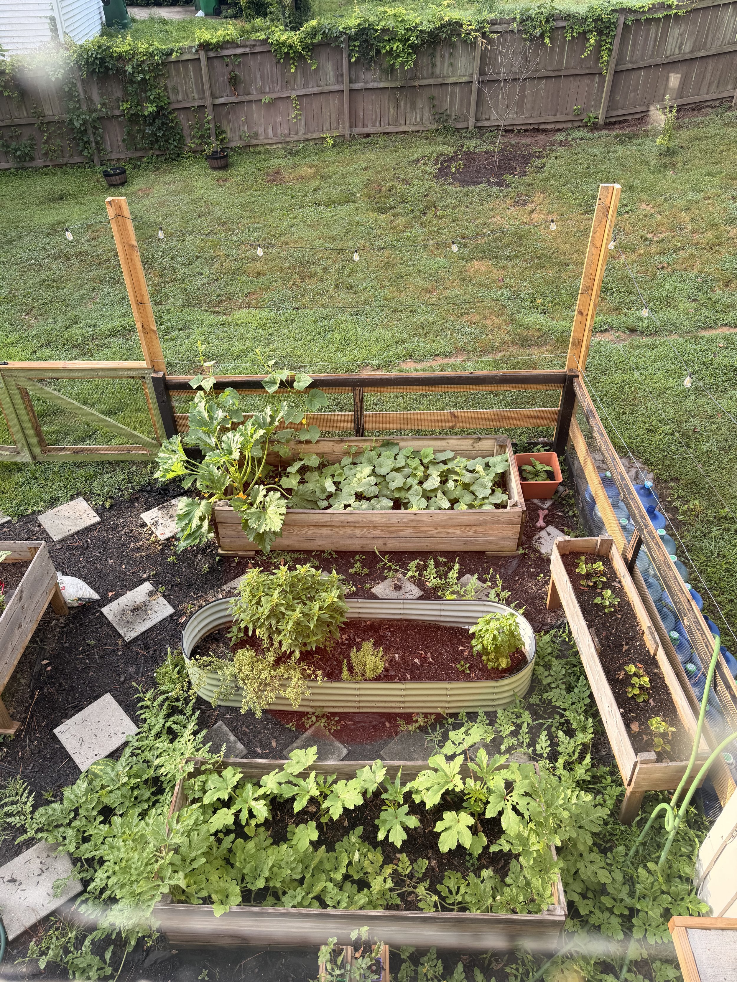 A backyard garden with raised garden beds filled with green vegetable plants, a string of outdoor lights, and a grassy lawn enclosed by a wooden fence.