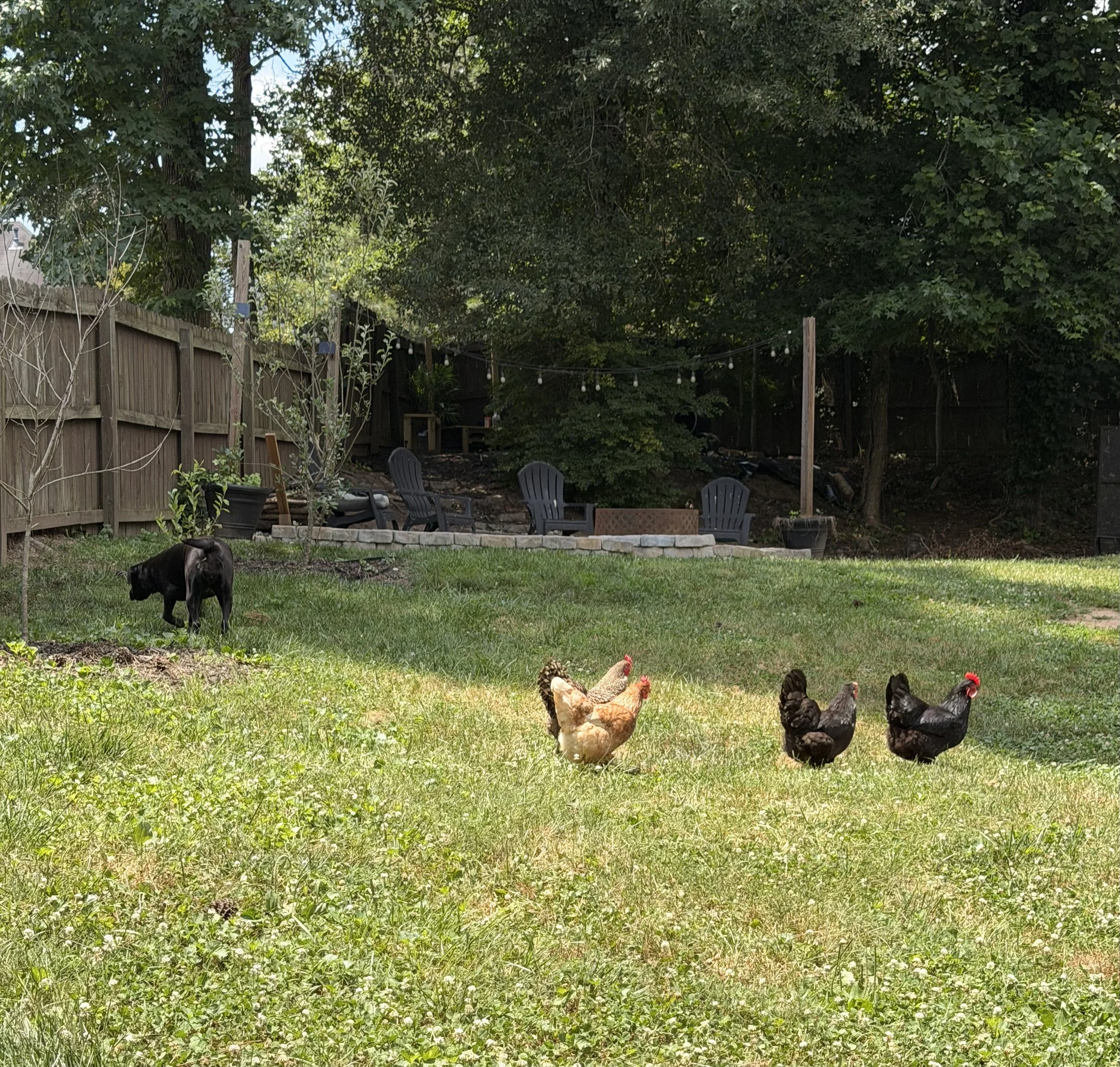 A backyard with a grassy lawn, multiple chickens, garden chairs, a wooden fence, and tall trees with green leaves.