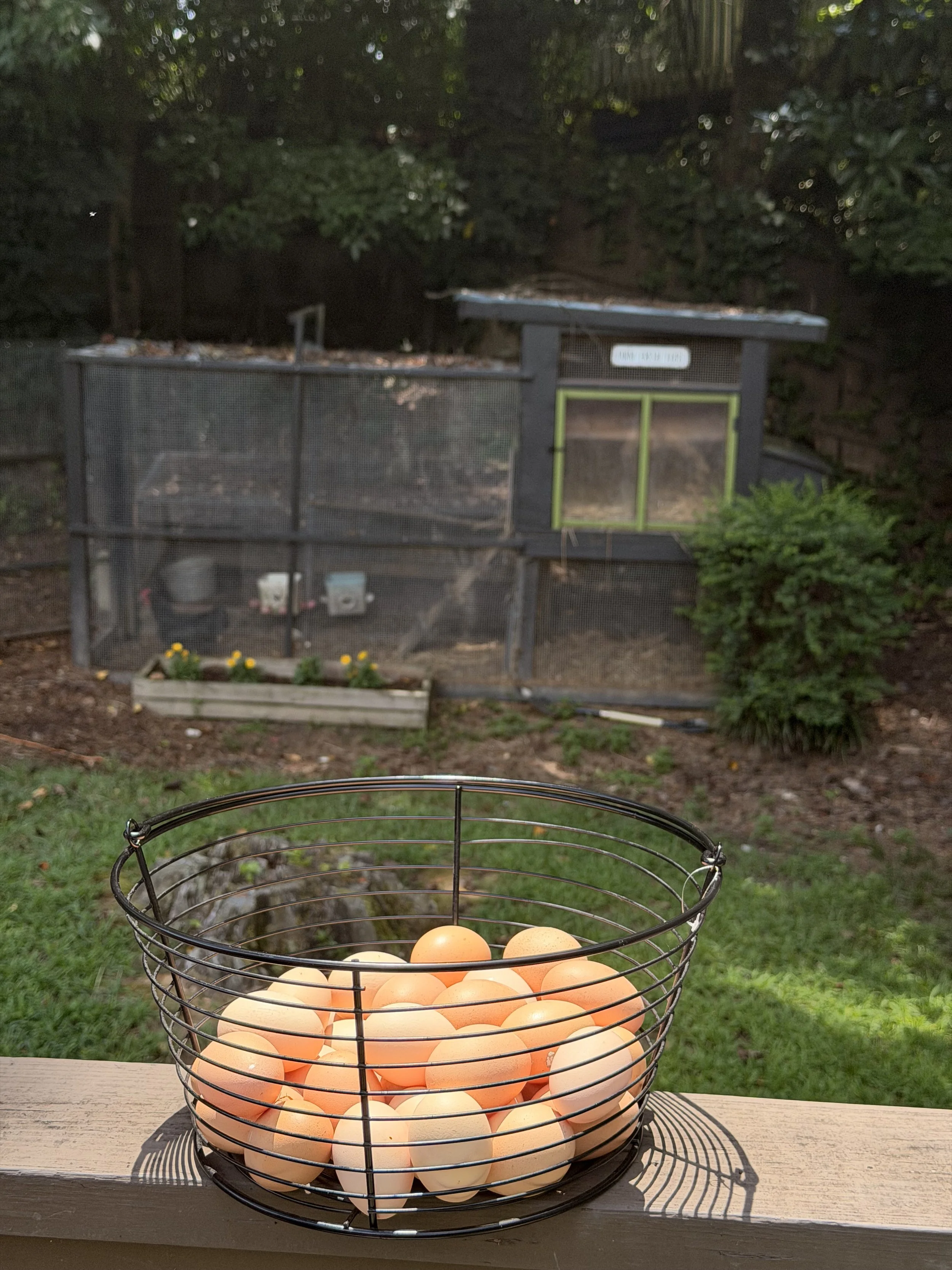 Basket of eggs placed on a wooden surface with a garden in the background, showing a chicken coop and green leafy plants.
