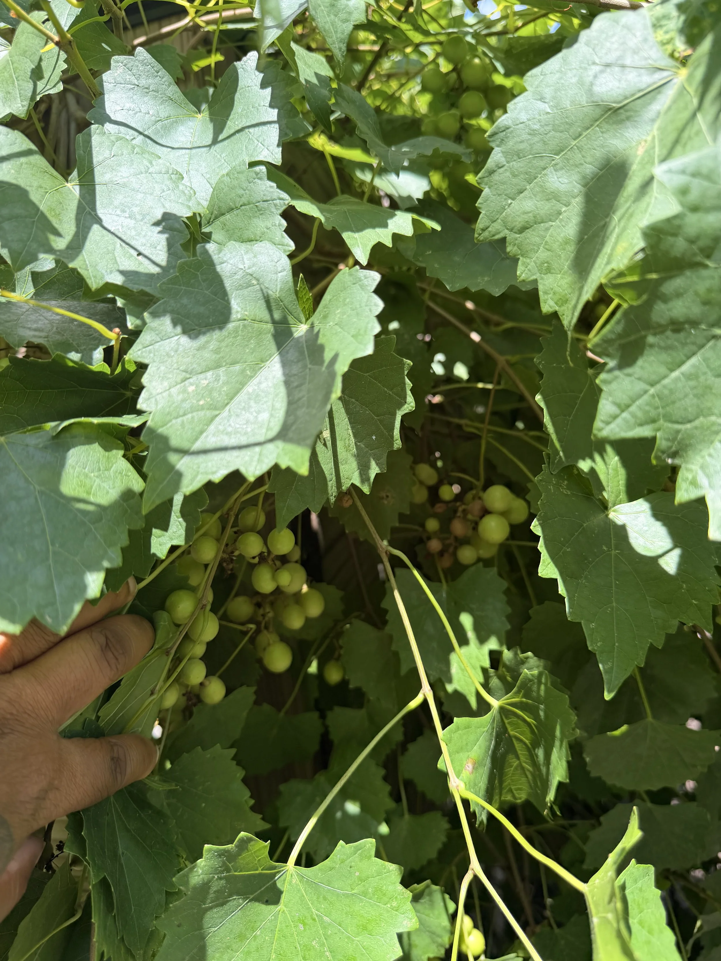 Green grapes growing on a vine with large green leaves, with a person’s hand gently holding a bunch of grapes.