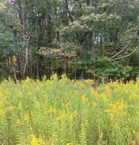 A field of yellow wildflowers in front of a dense green forest.