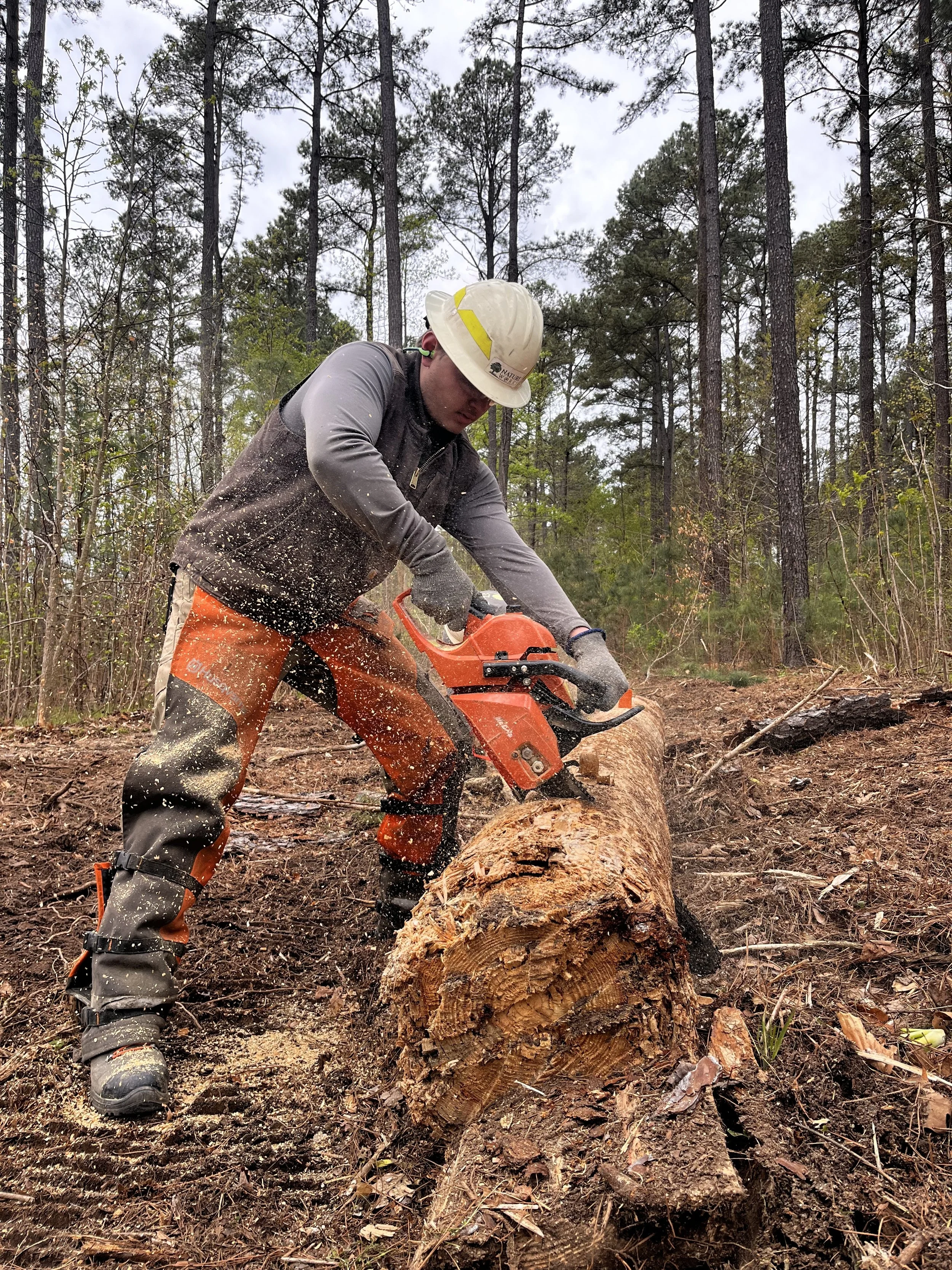 Forestry1.jpg