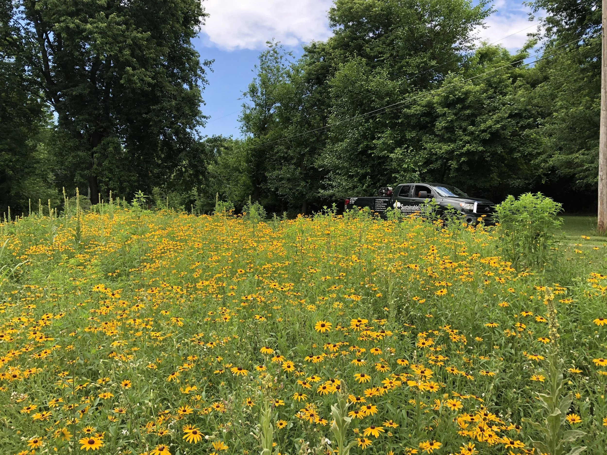 Meadow1.jpg