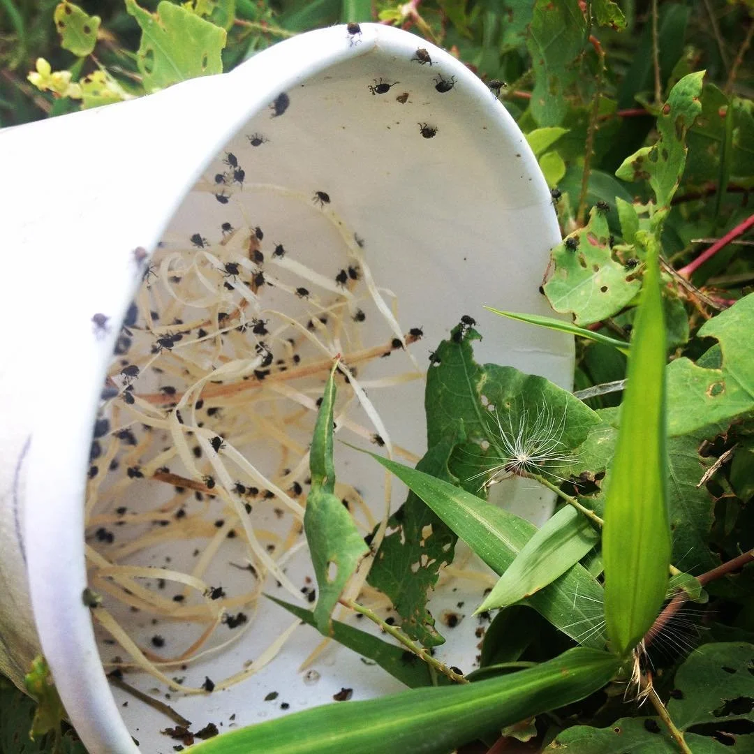A broken white coffee mug lying on green grass, with numerous small black Mile-a-minute weevils as a biocontrol for invasive weeds and invasive vines