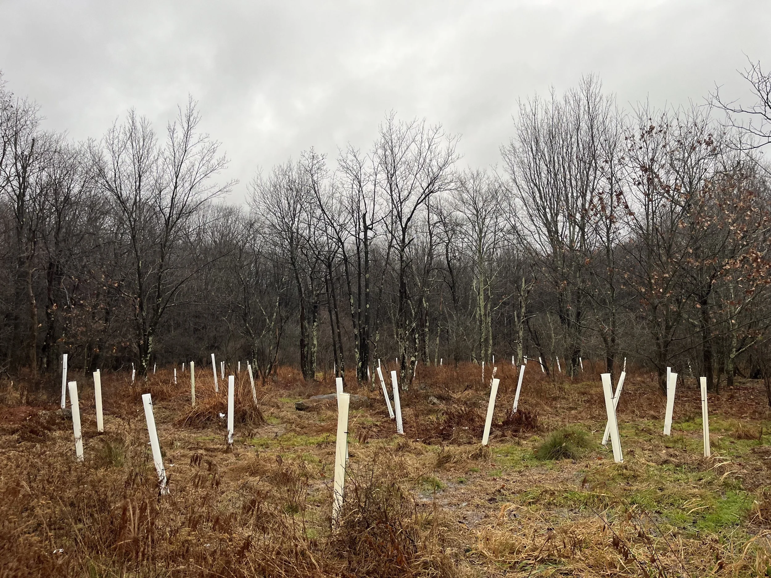 A wooded area with a native tree planting by contractors with leafless trees and white tree protectors on some of the trunks, on a cloudy day with brown grass and patches of green.