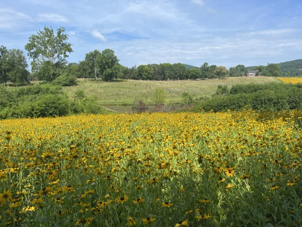 A vast field of yellow wildflowers with green foliage, trees in the background, and a clear blue sky above.