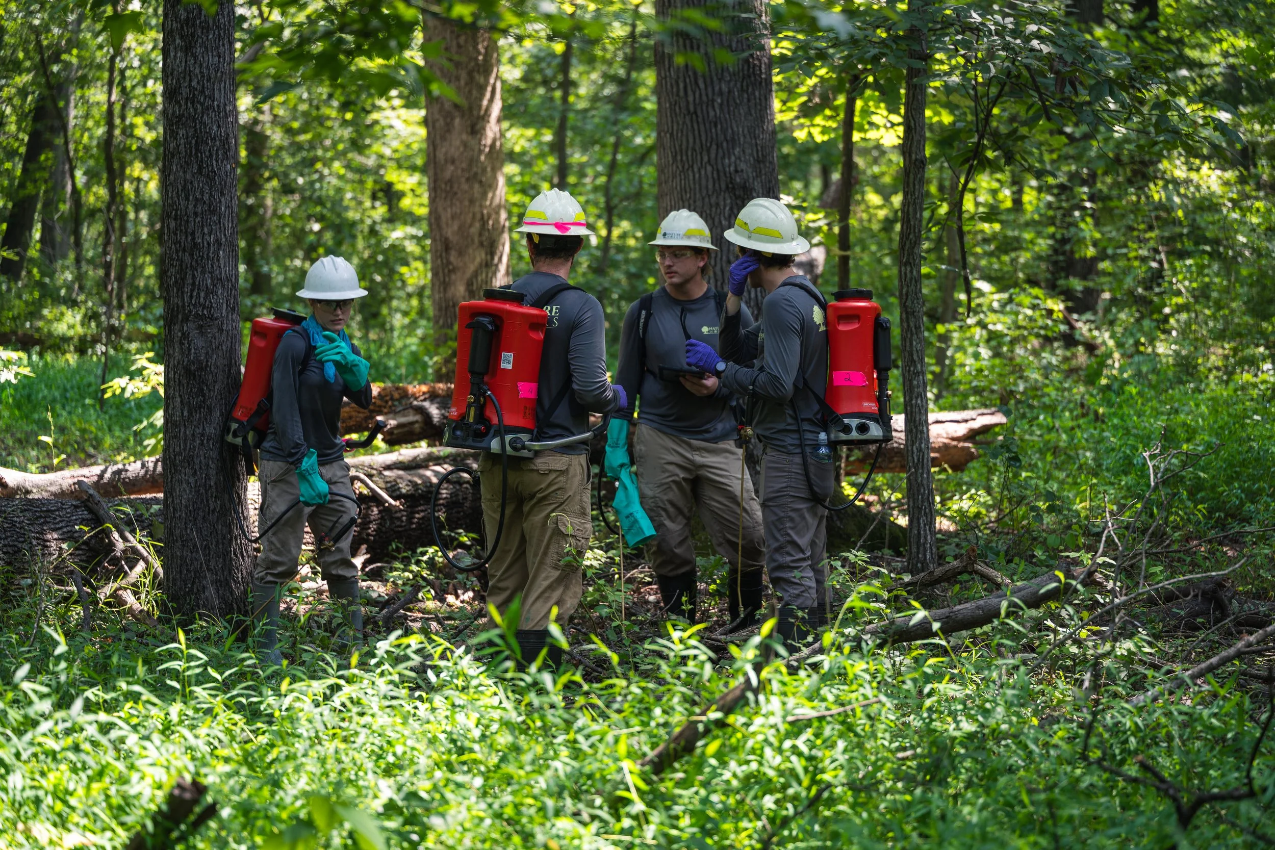 Four people in work gear and helmets with sprayers on their backs are gathered in a dense green forest, appearing to plan or discuss their activity. This is an invasive plant treatment for Fairfax County Virginia