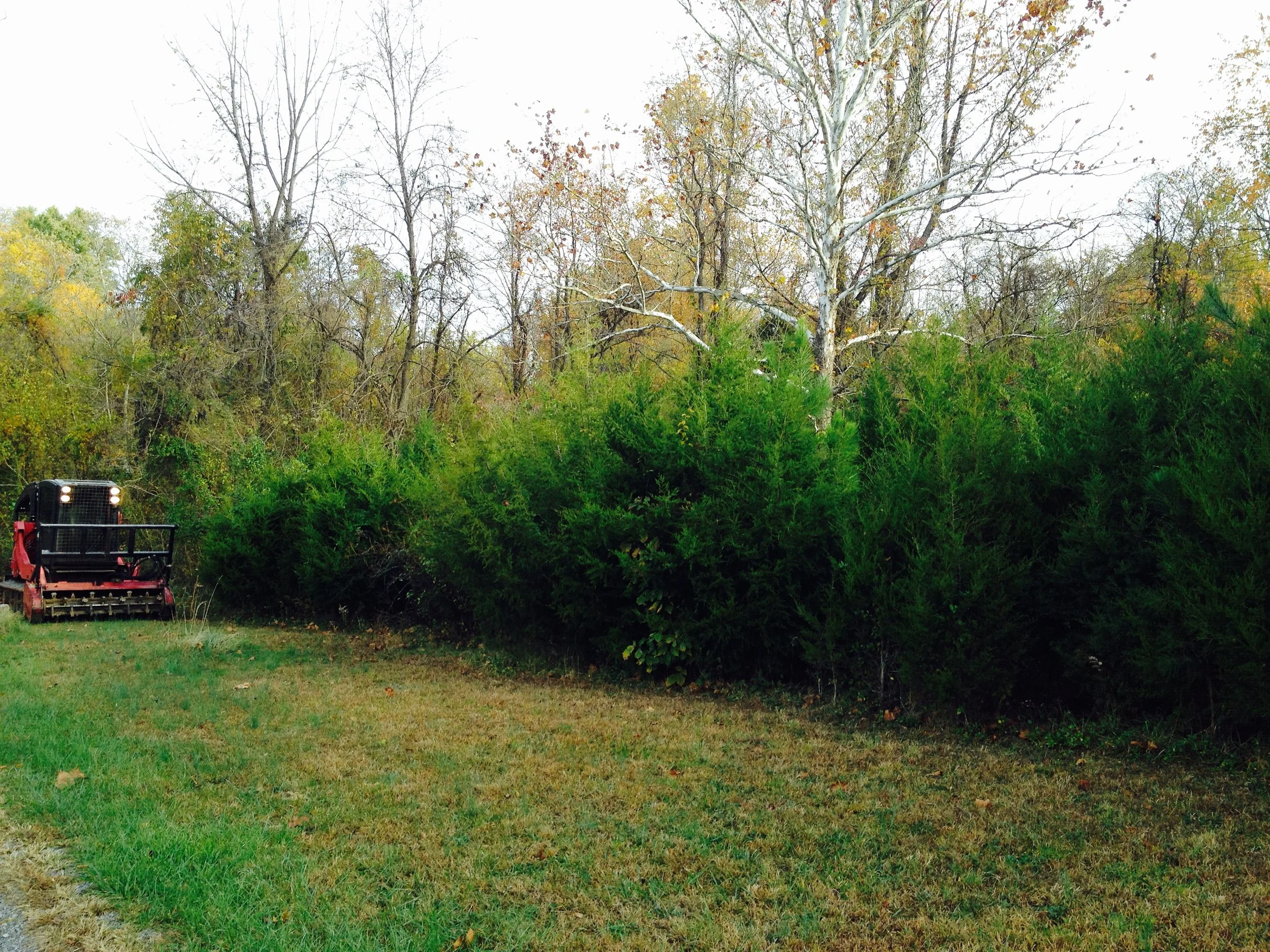 A landscaper with a red and black tractor is forestry mulching a dense hedge of evergreen bushes and tall leafless trees in the background, indicating autumn.