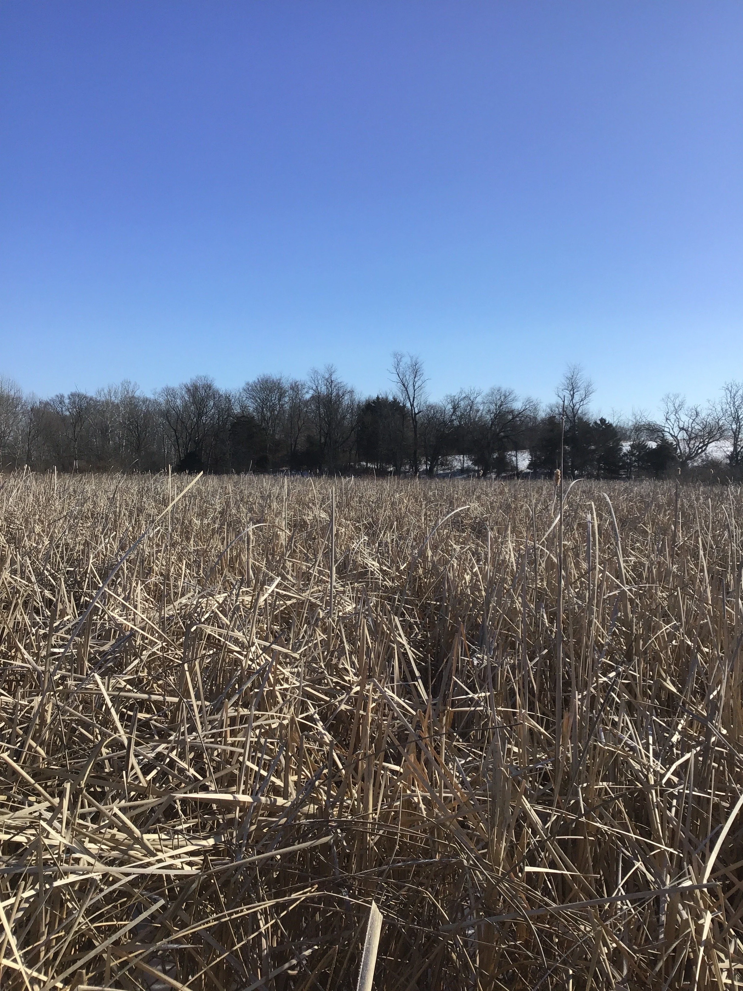 A field of dry, tall grass with a line of leafless trees in the background under a clear blue sky.