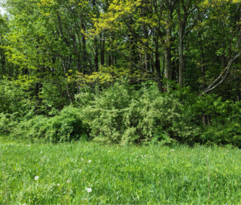 A lush green forest with trees in the background and a grassy clearing in the foreground. invasive plant taking over