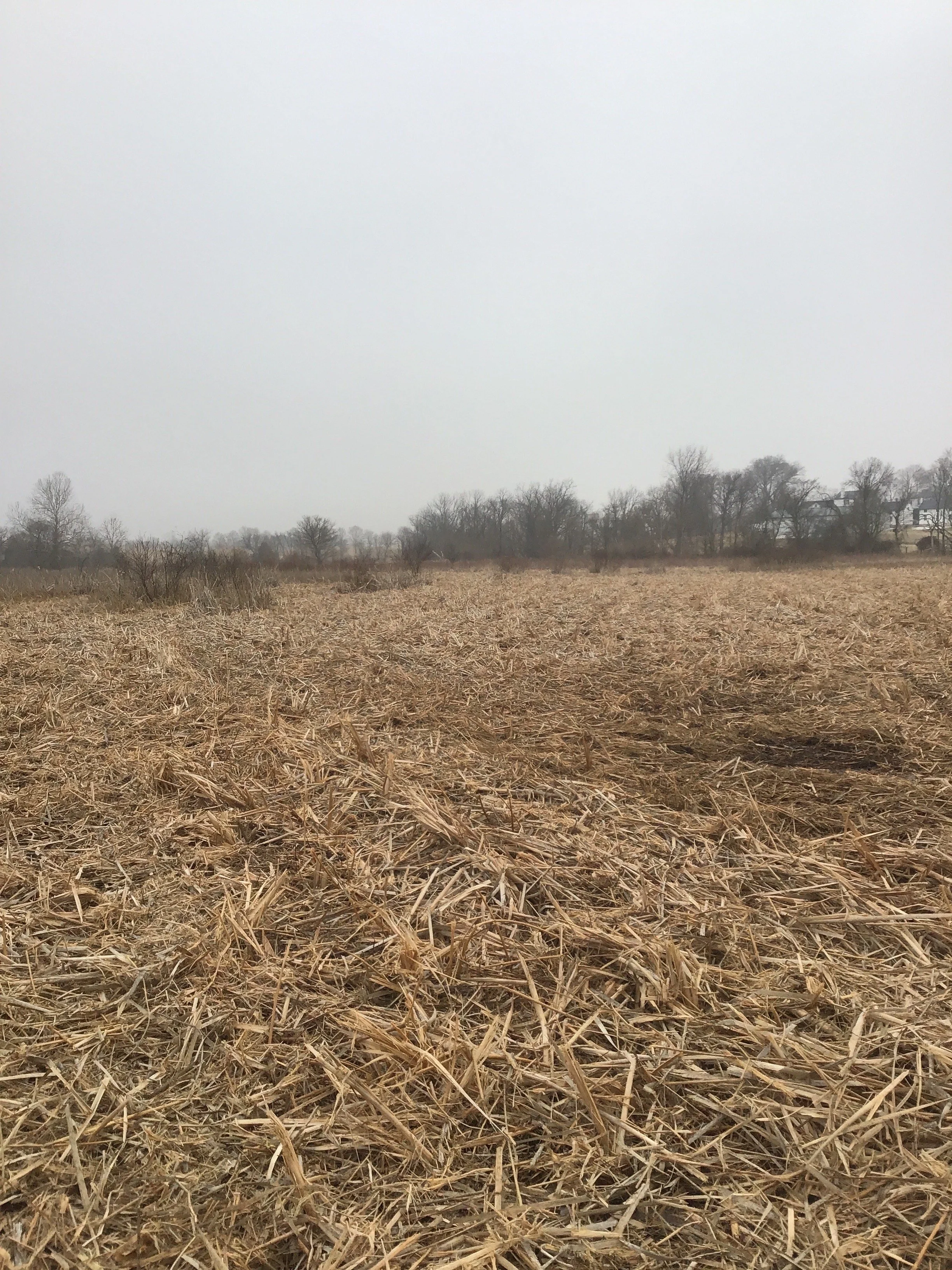 A field with dried or harvested crops, with a line of trees and some houses in the background under a cloudy sky.