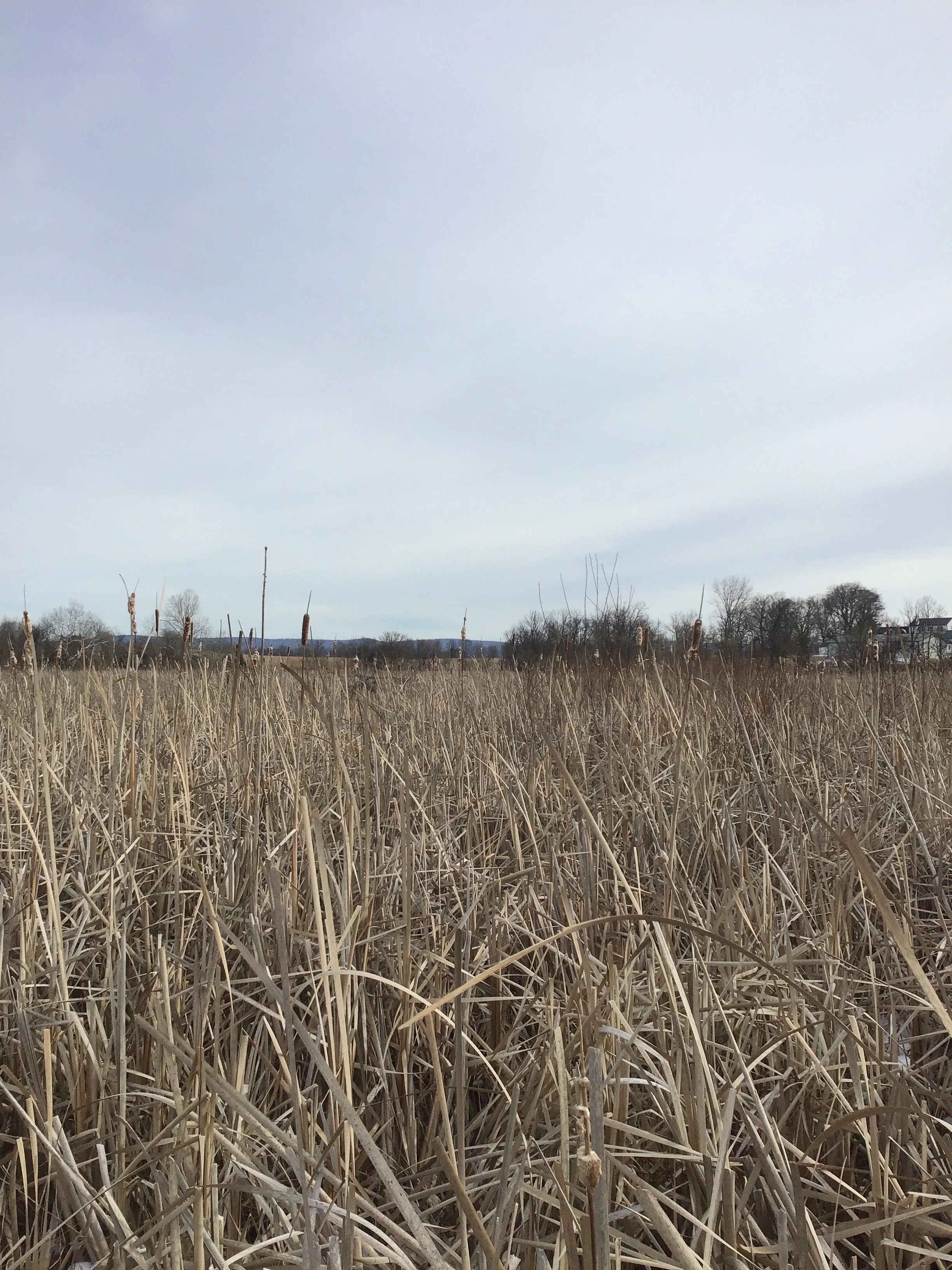 Dry, tall grass in a marsh or field with a cloudy sky and distant trees and buildings in the background.