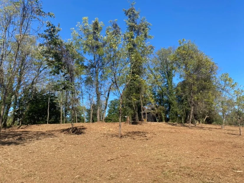 A sloped dirt area with sparse grass and scattered small trees, leading up to a group of taller trees and a small structure or shed in the background, under a clear blue sky.
