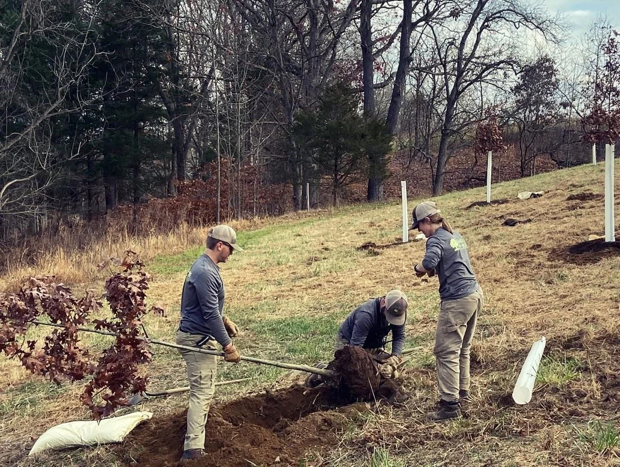 Three people planting a tree on a sloped grassy area surrounded by trees, with a white protective tube nearby.