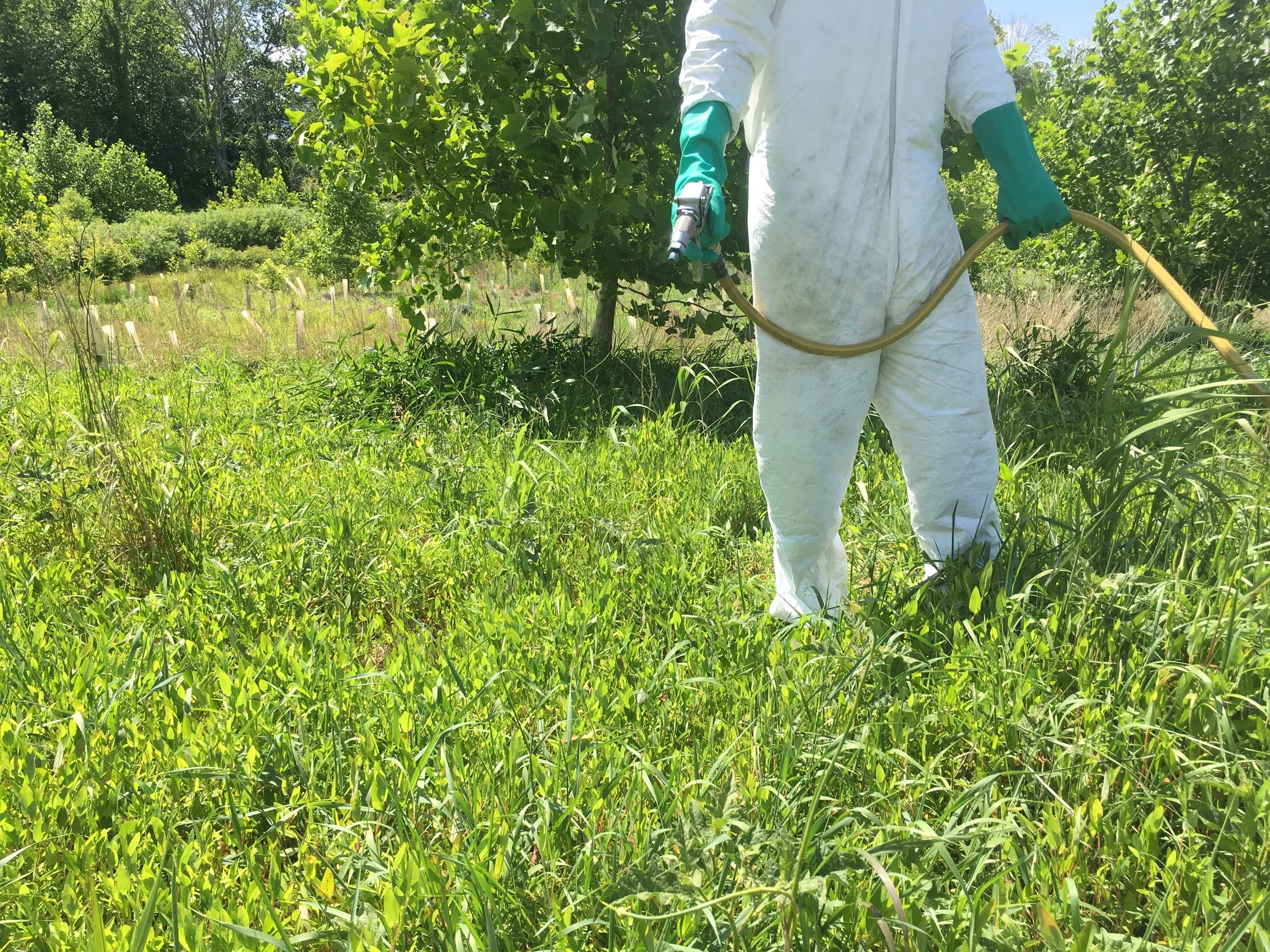 A person in protective white clothing, teal gloves, and holding a high pressure herbicide spray gun, standing in a lush green field with trees in the background spraying invasive plants.