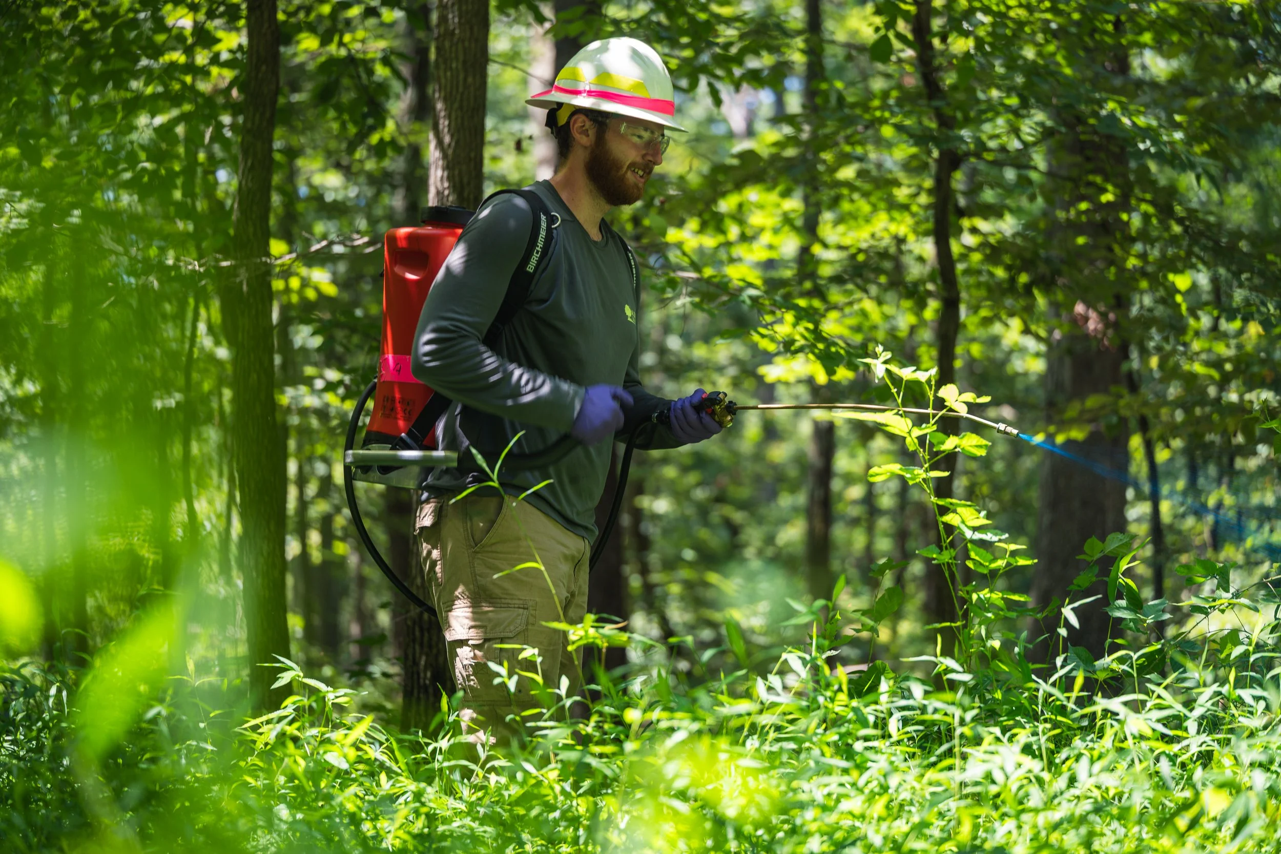 A man wearing a helmet and gloves is spraying trees with a backpack sprayer in a forest. Nature Works employee spraying invasive plants in Virginia