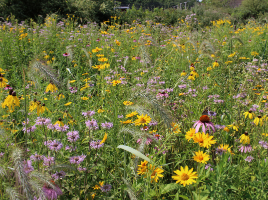 Meadow6.png