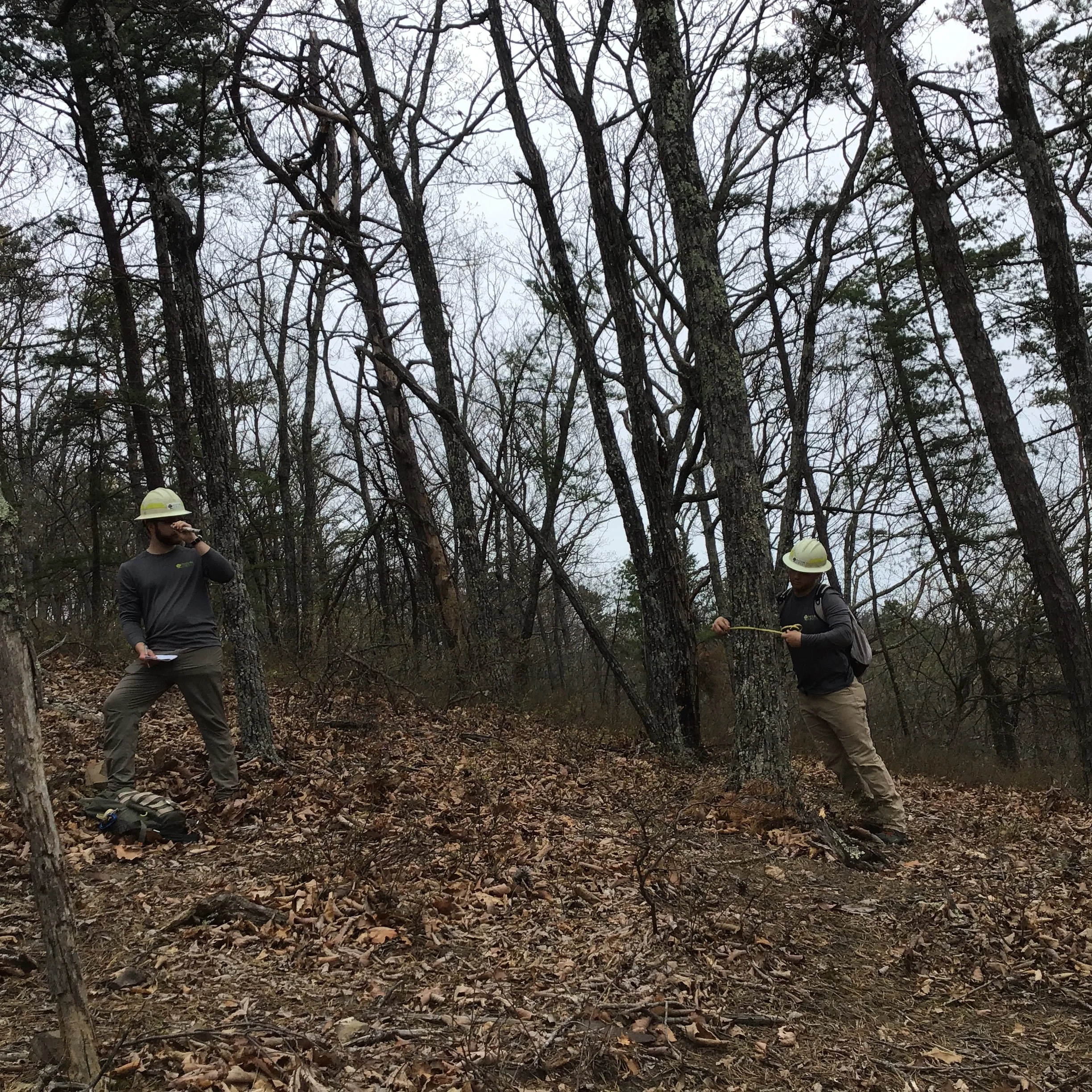 Two people in helmets and outdoor gear standing in a wooded area on a fallen leaves-covered forest floor, one holding a measuring tape and the other holding a clipboard preforming a timber harvest assesment and talking.
