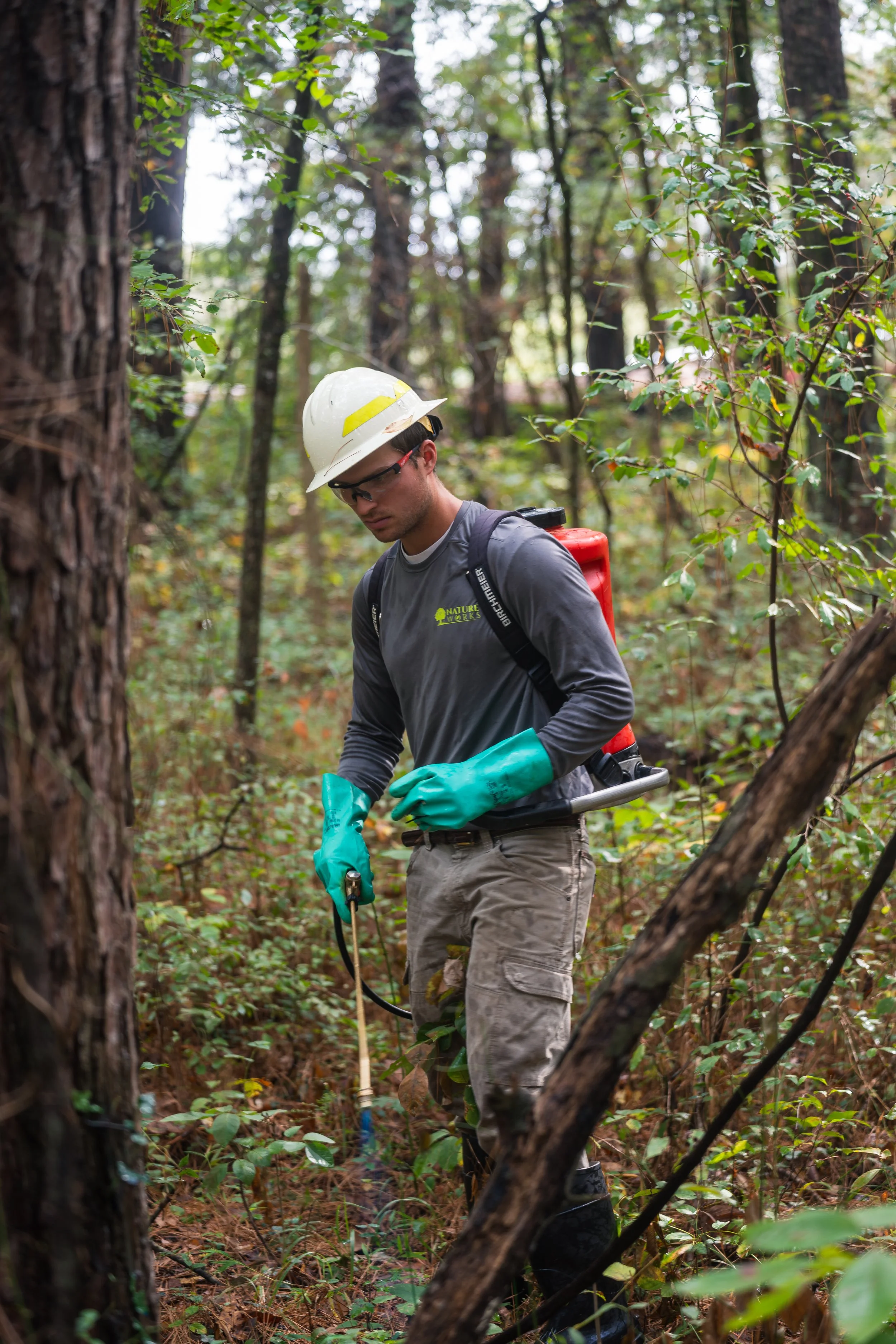 A forestry worker wearing a white helmet, safety glasses, turquoise gloves, and khaki pants, using equipment to treed weeds in a dense forest.