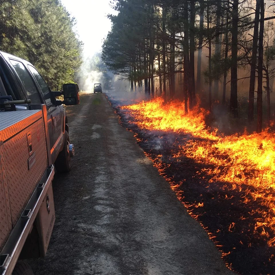 Fire2.jpg