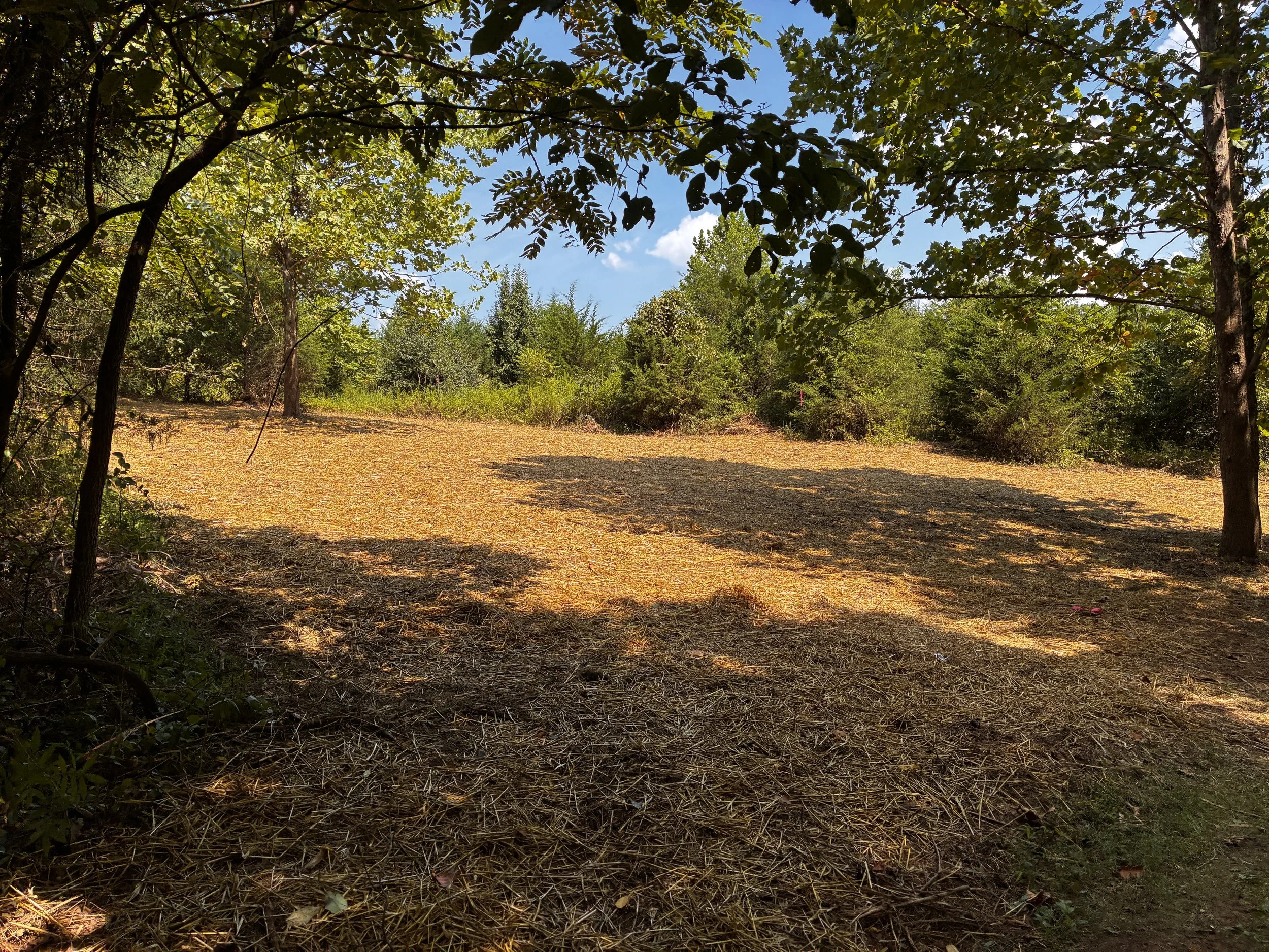 A wooded area with trees and a clearing, featuring shadows cast on the ground, under a partly cloudy sky.