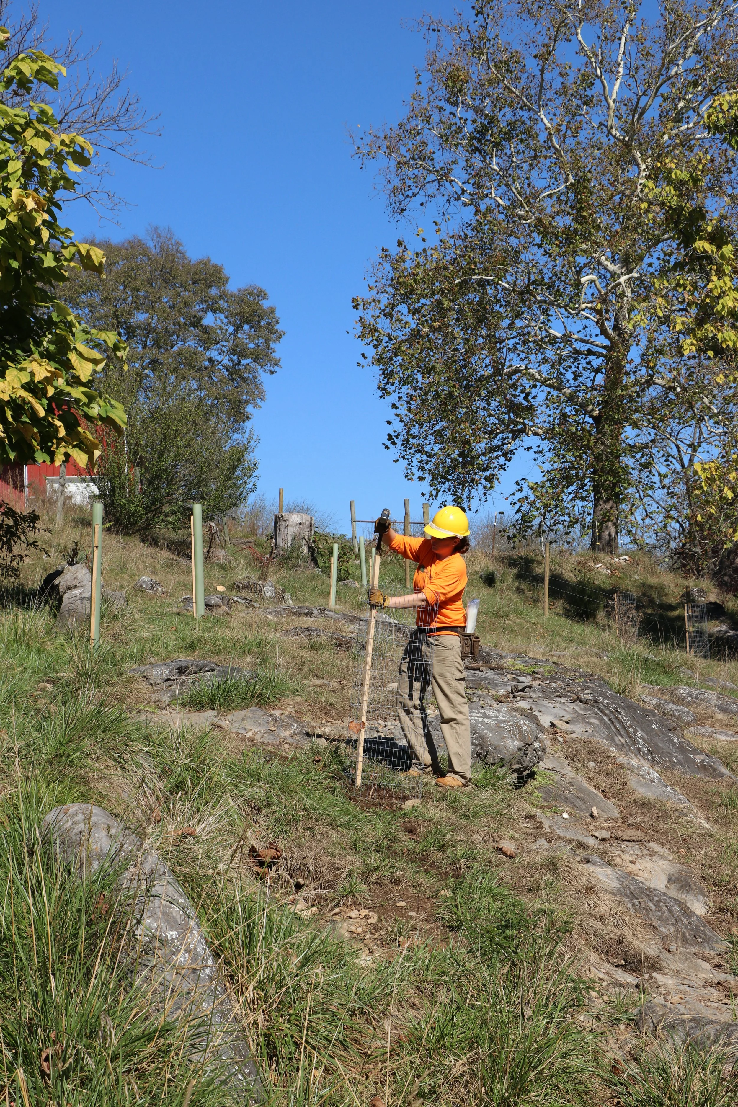 A person wearing an orange shirt, tan pants, gloves, and a yellow helmet using a hammer to plant native trees on a grassy hillside with trees and a clear blue sky in the background.