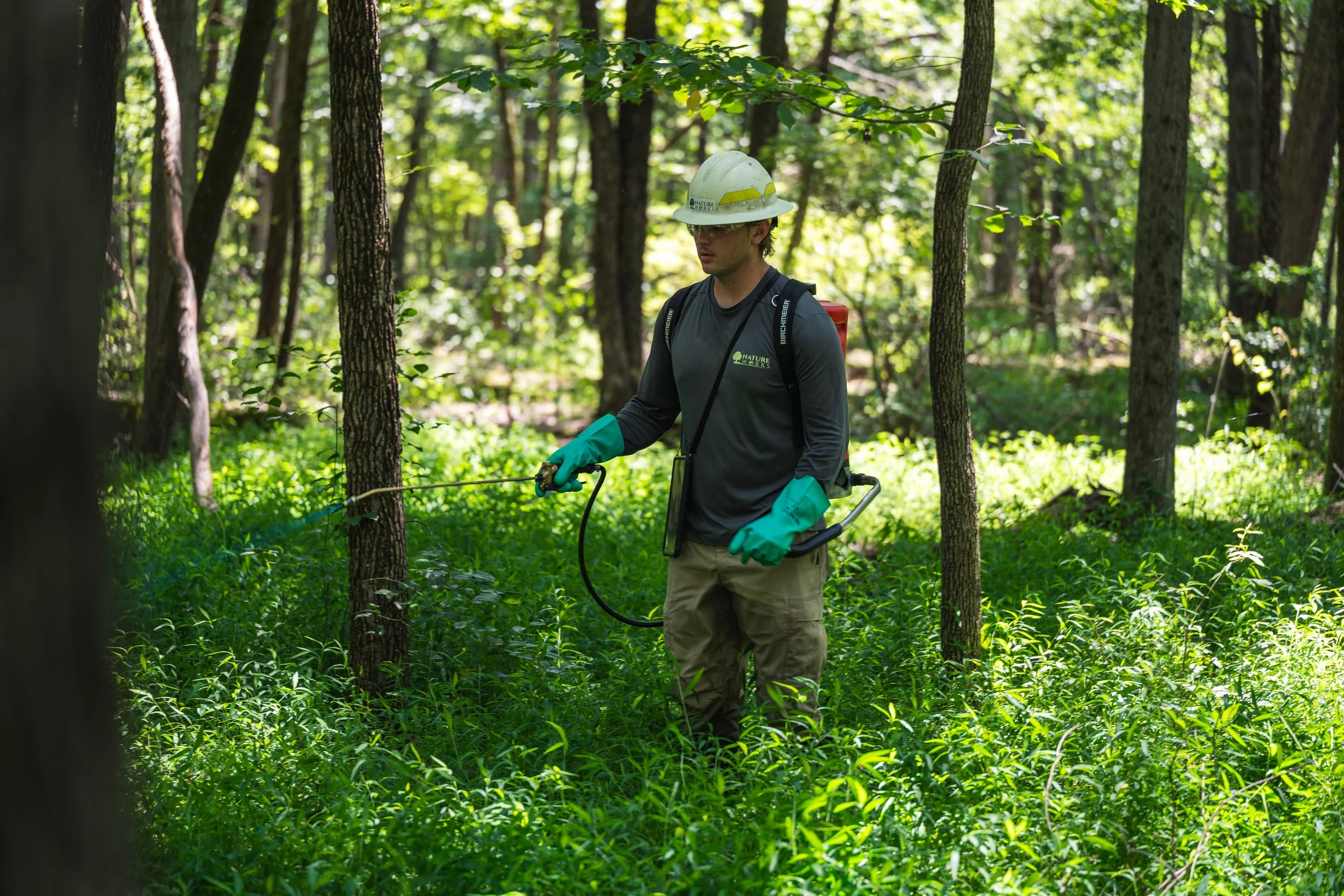 A man wearing a safety helmet, gloves, and a backpack sprayer is spraying in a dense green forest spraying herbicide to treat invasive plants and invasive weeds.