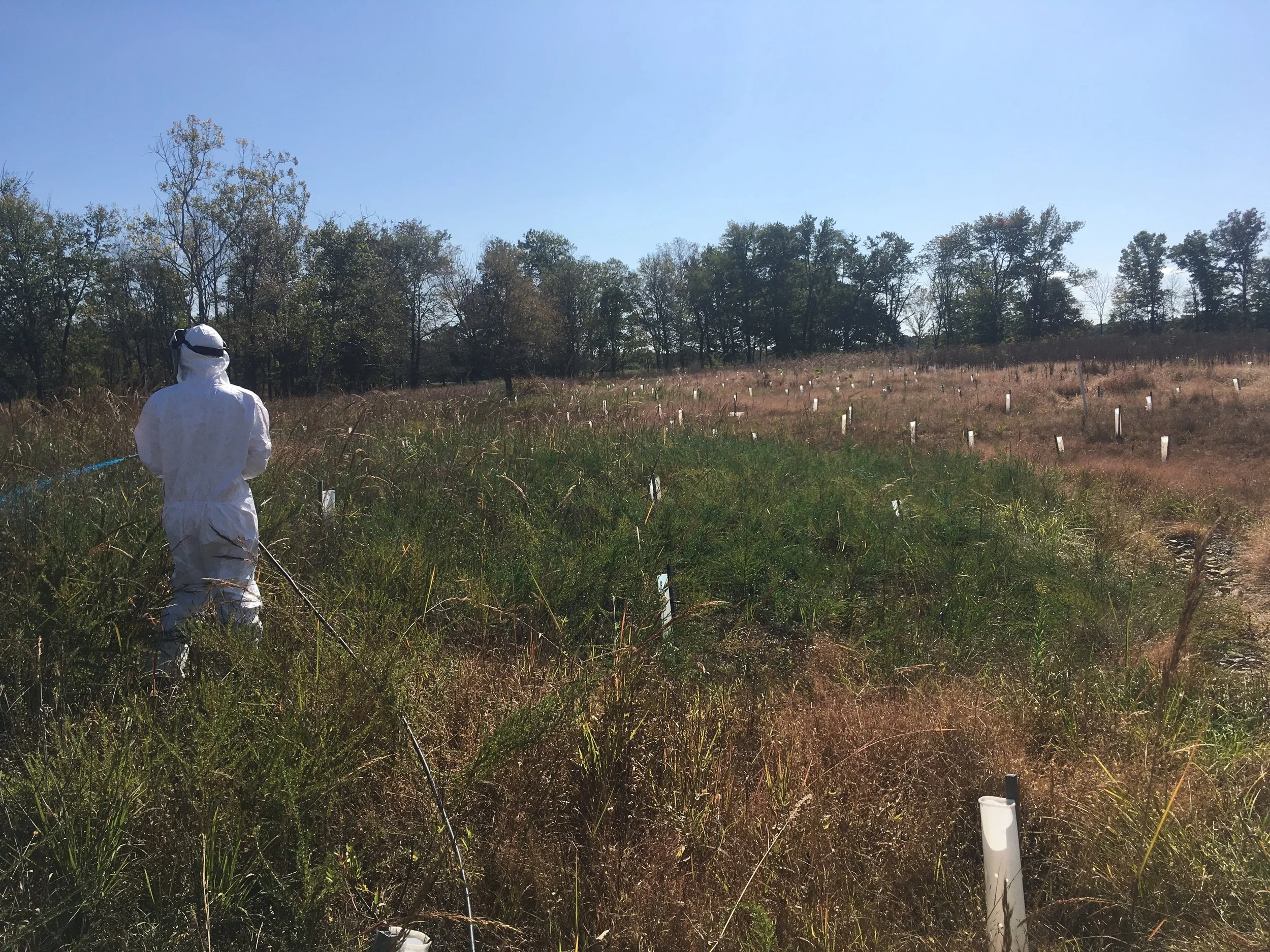 A person dressed in full protective white suit, including face shield and gloves, preforming planting maintenance in a field with small white stakes marking planting rows, with trees visible in the background under a clear blue sky.