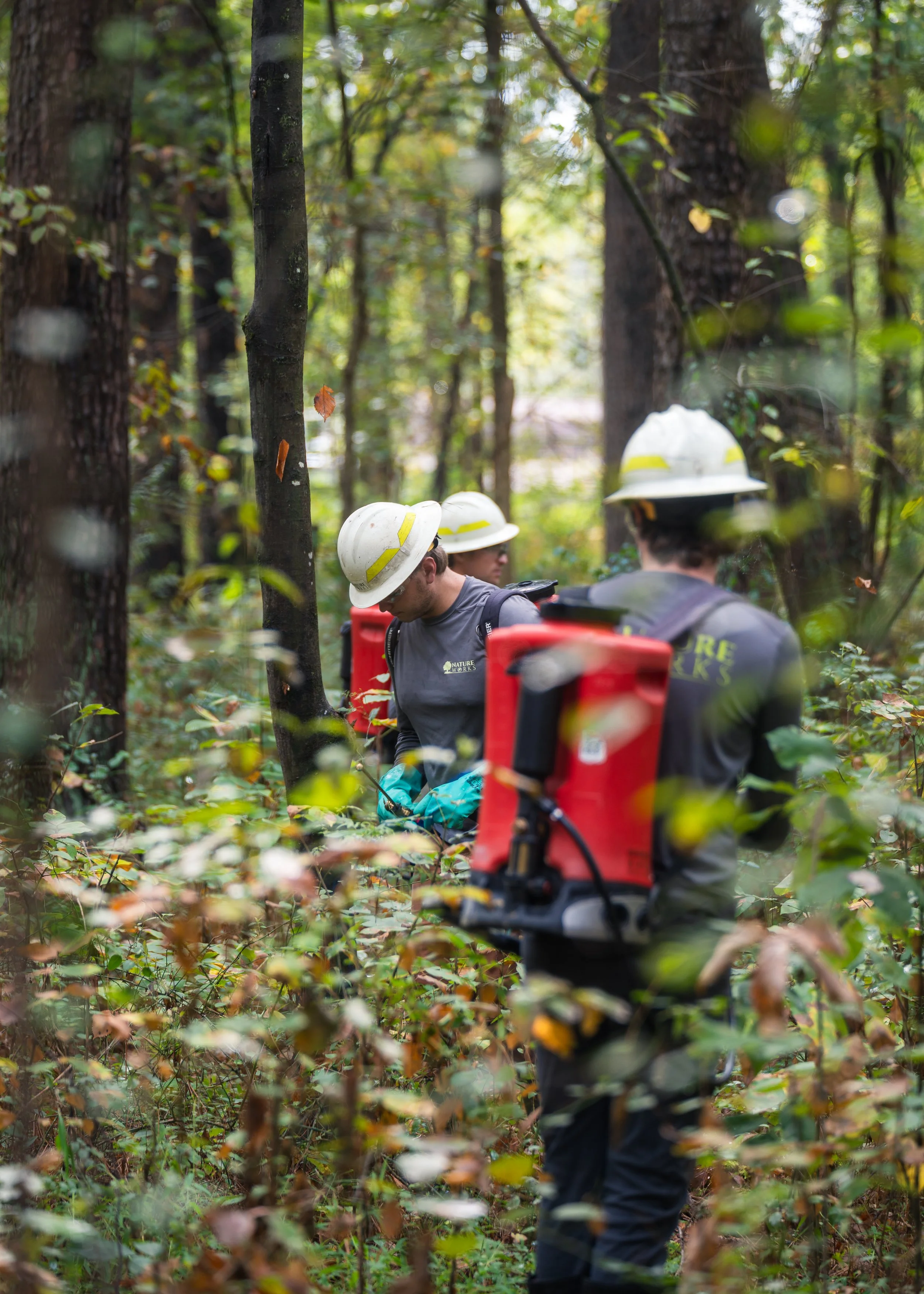 Three nature works certified pesticide applicators spraying invasive plants in the Mid-Atlanitc
