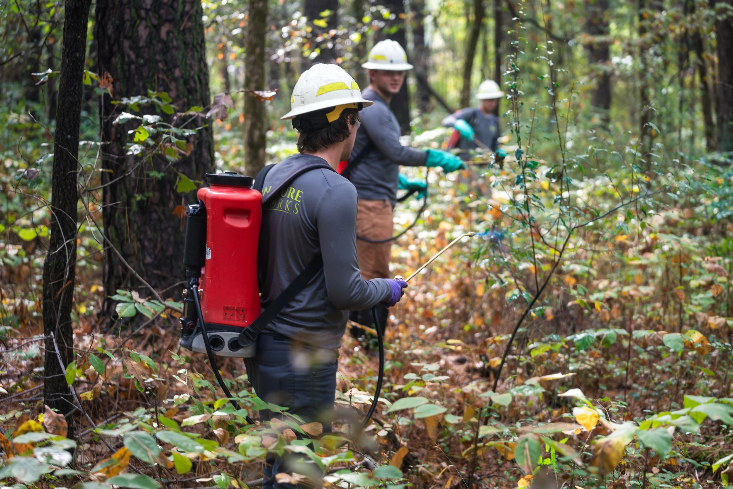 Three workers in safety helmets and gloves in a forest, using spray equipment to treat or manage invasive plants in Virginia State forests