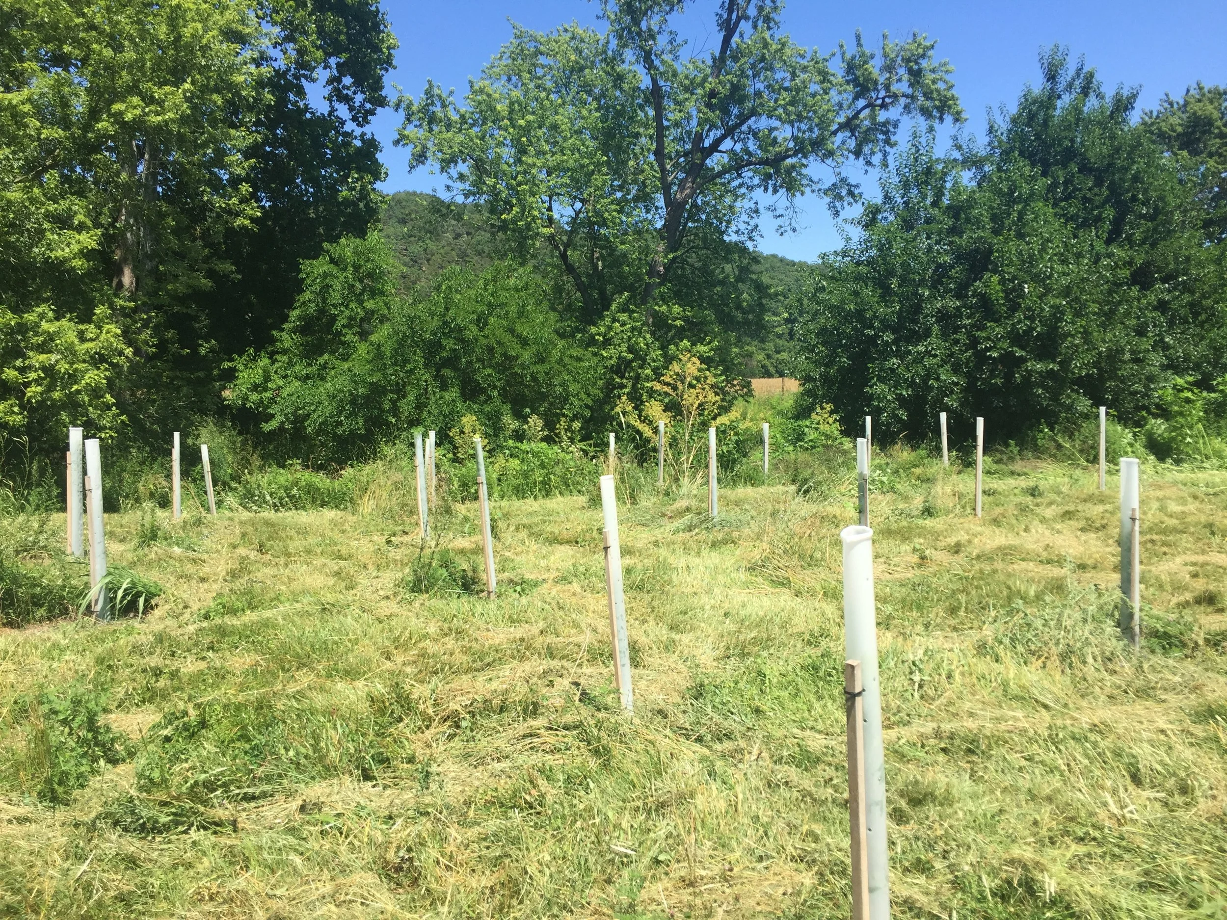 A grassy field with a native tree planting white posts and supports, trees in the background, and a clear blue sky.