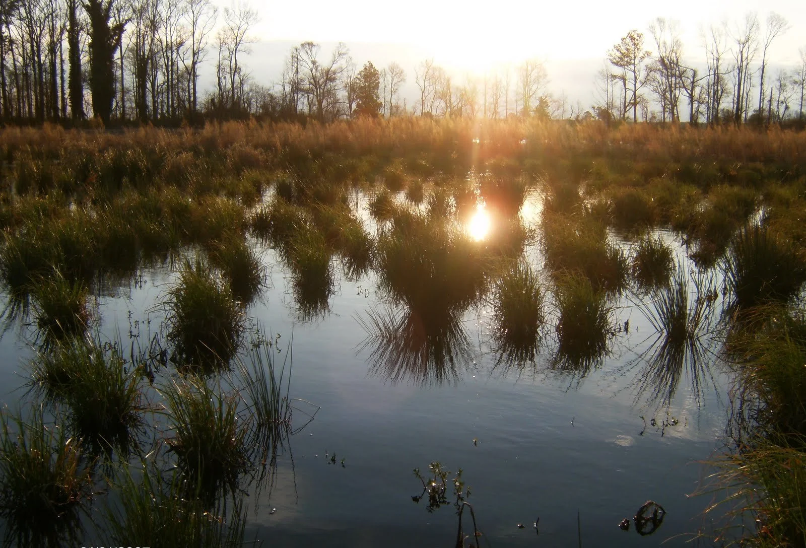 A wetland scene at sunset with water reflecting the sky and surrounding grasses, and a line of bare trees in the background.