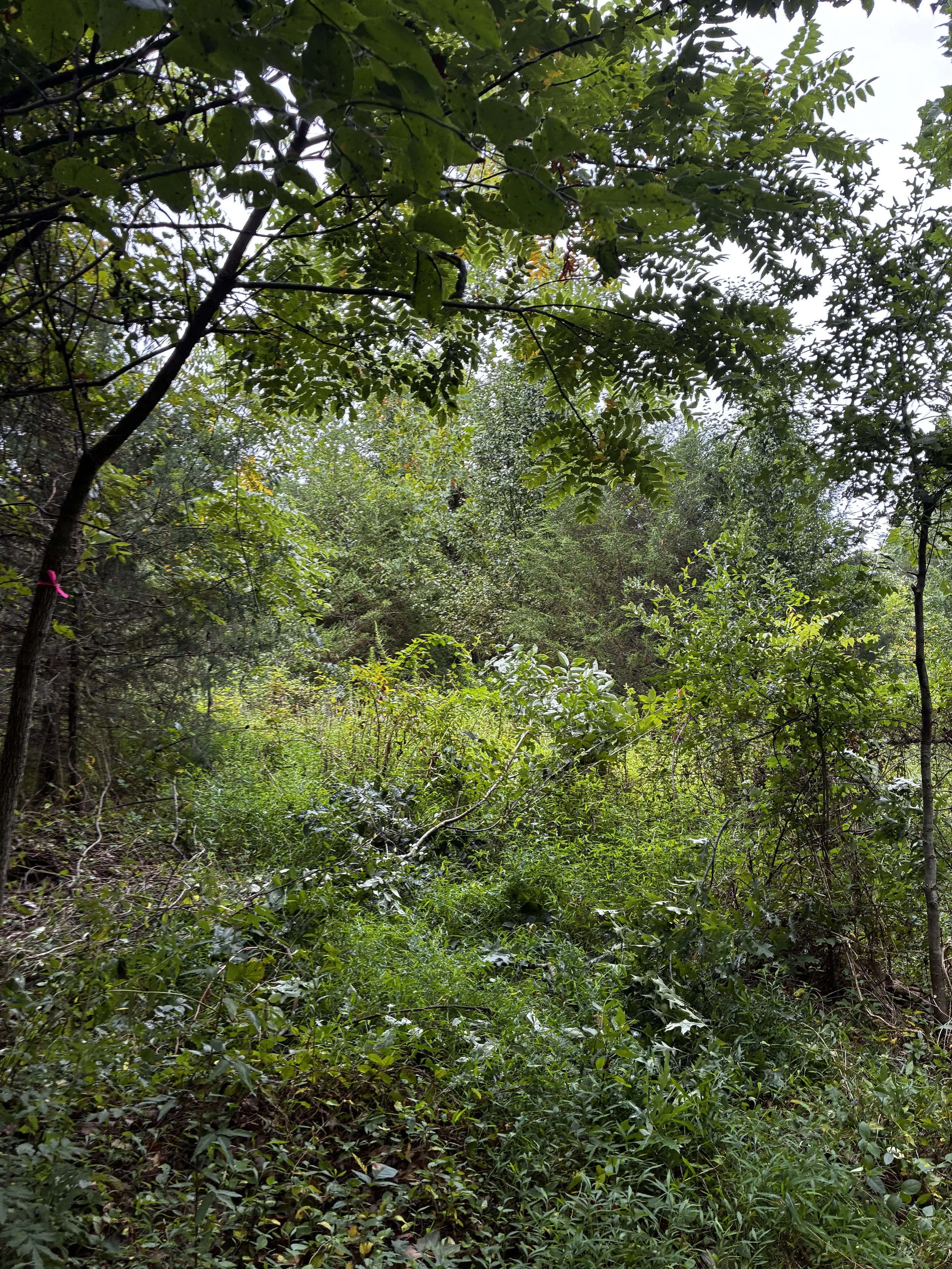 Dense green forest with various trees, bushes, and ground cover plants.