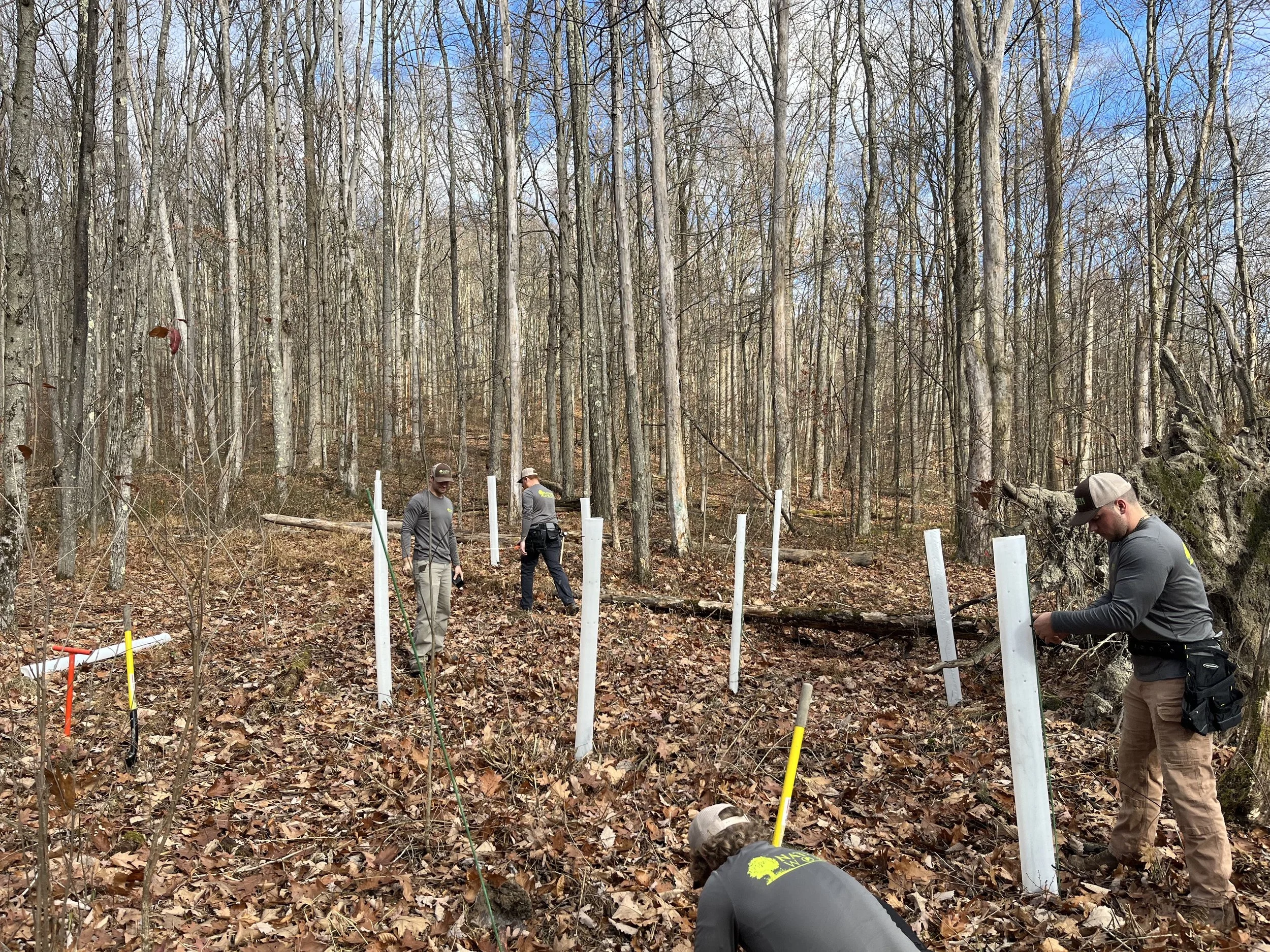 Nature Works Workers install white protective posts around a native tree planting along a forest trail in a wooded area with fallen leaves and bare trees.