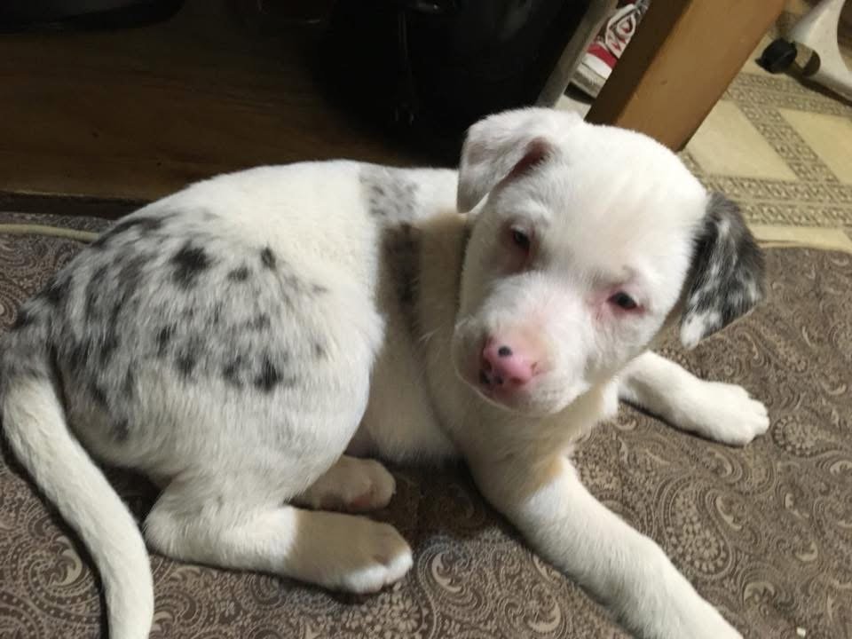 National Puppy Month: Celebrating Puppies While Protecting Their Future