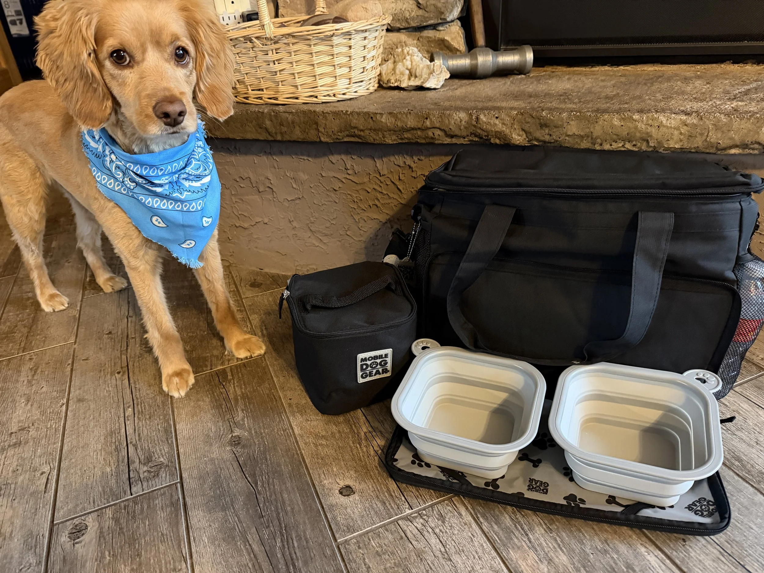 June is Pet Preparedness Month: Are You Ready?