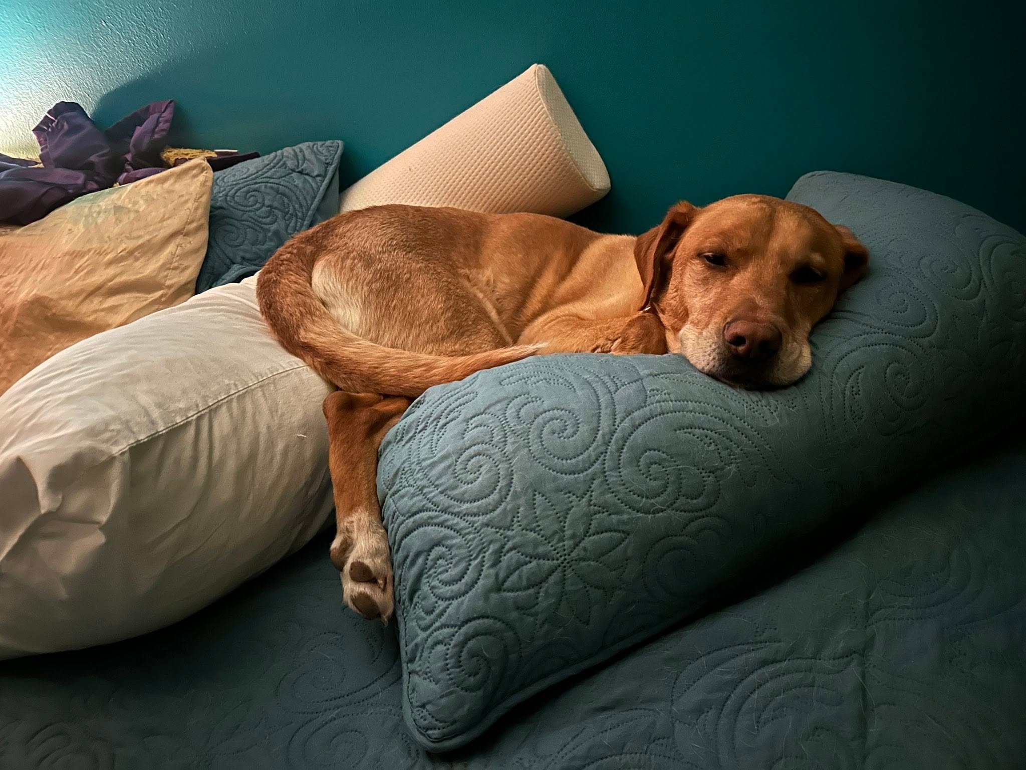 Celebrating National Mutt Day: The Wonderful World of Mixed-Breed Dogs