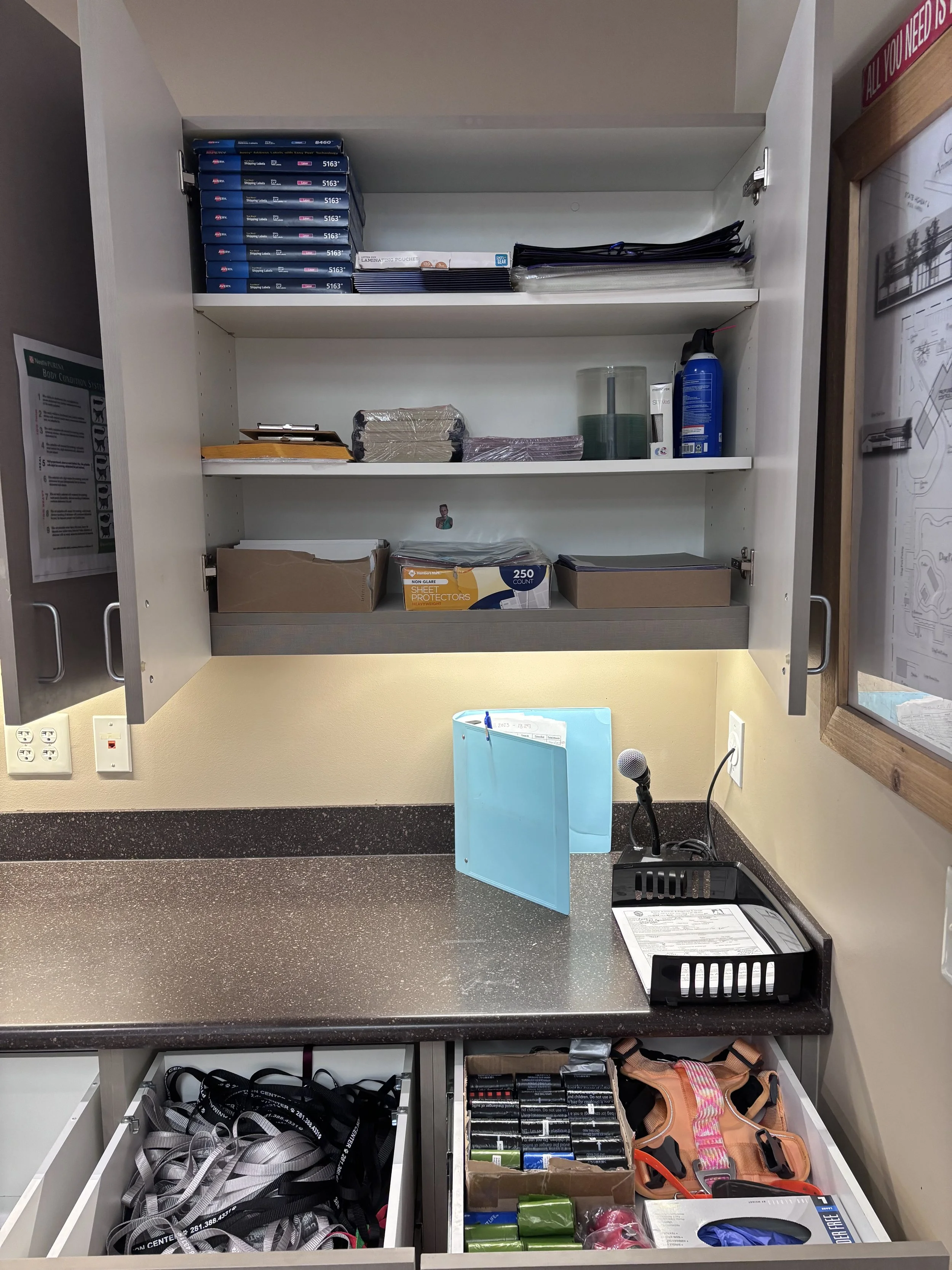 alvin animal - 2.jpeg