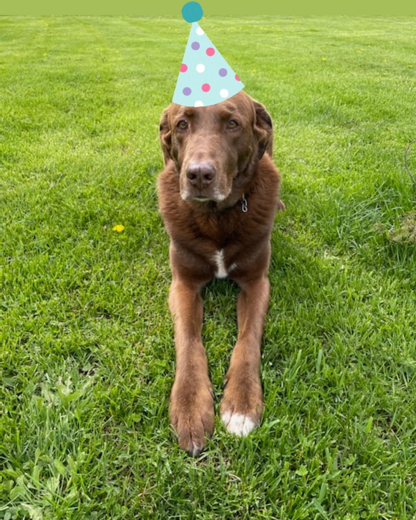 Happy Birthday to the Best Dog Ever 🥳 12 years of greeting brewers and guests to the malthouse 🍻 our very own malt ambassador 🐕