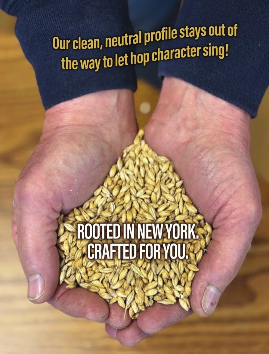 Hands holding pilsner malt: Rooted in New York, crafted for you